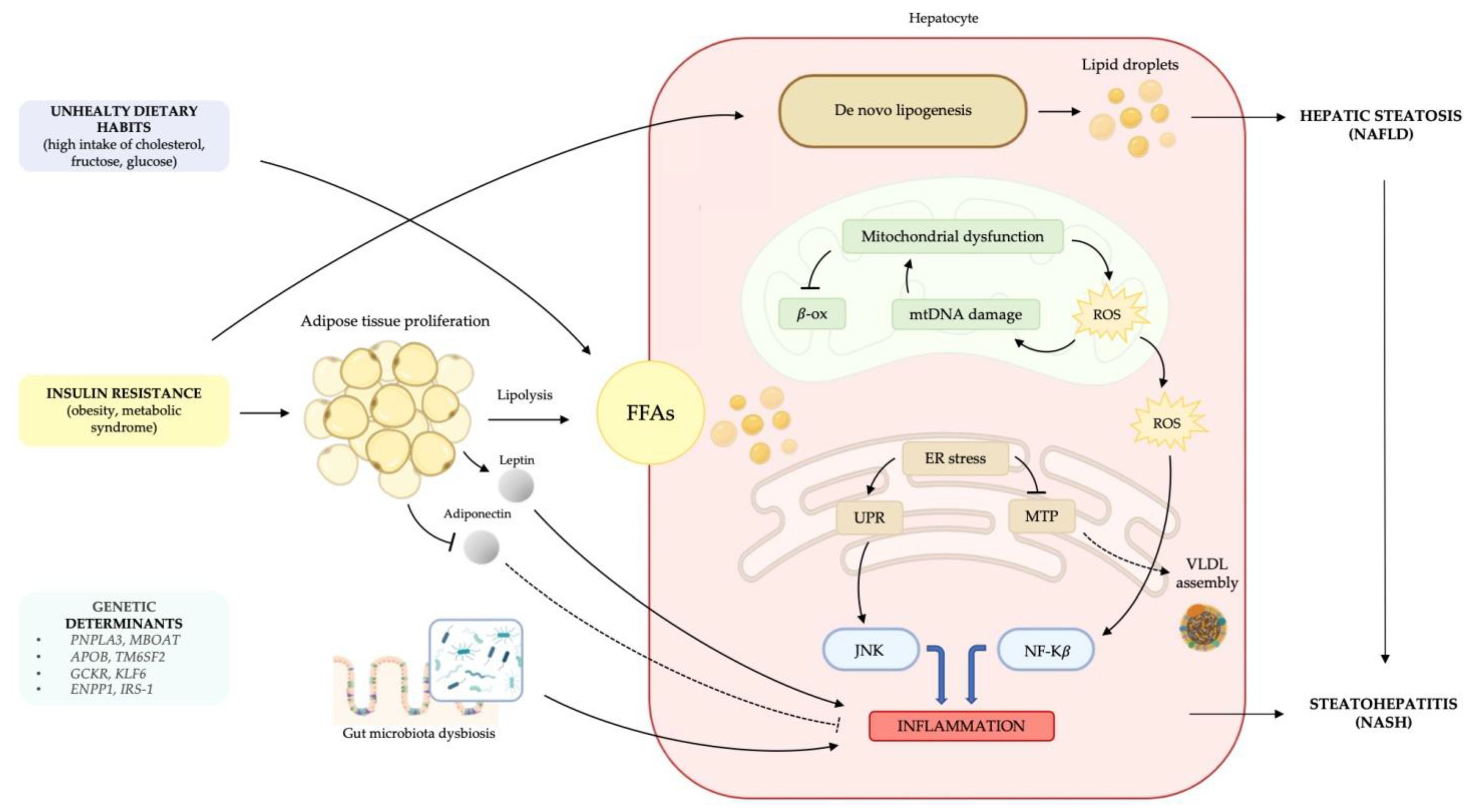 Cells 10 02034 g001 Cells 10 02034 g001