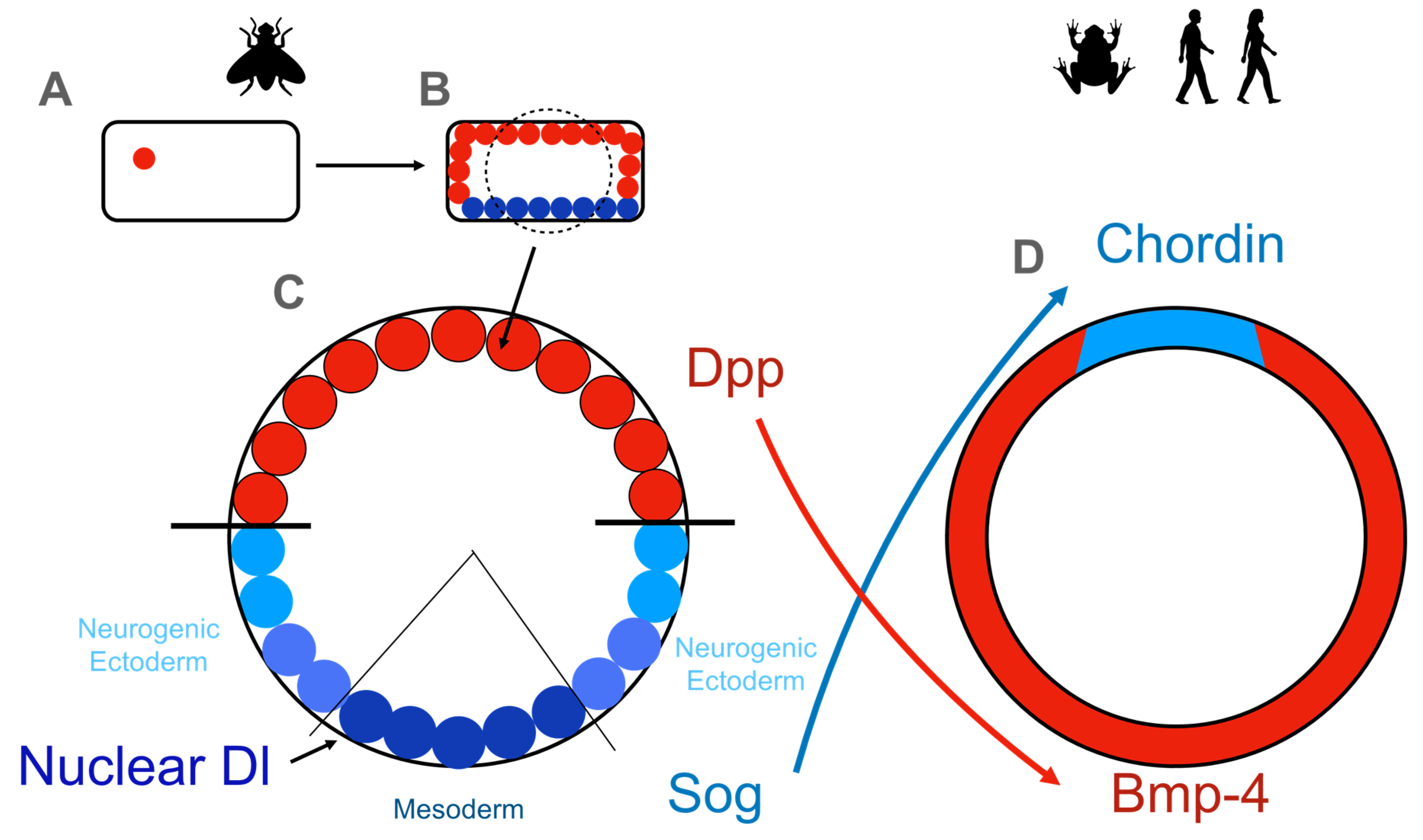 Cells 10 02042 g002 Cells 10 02042 g002