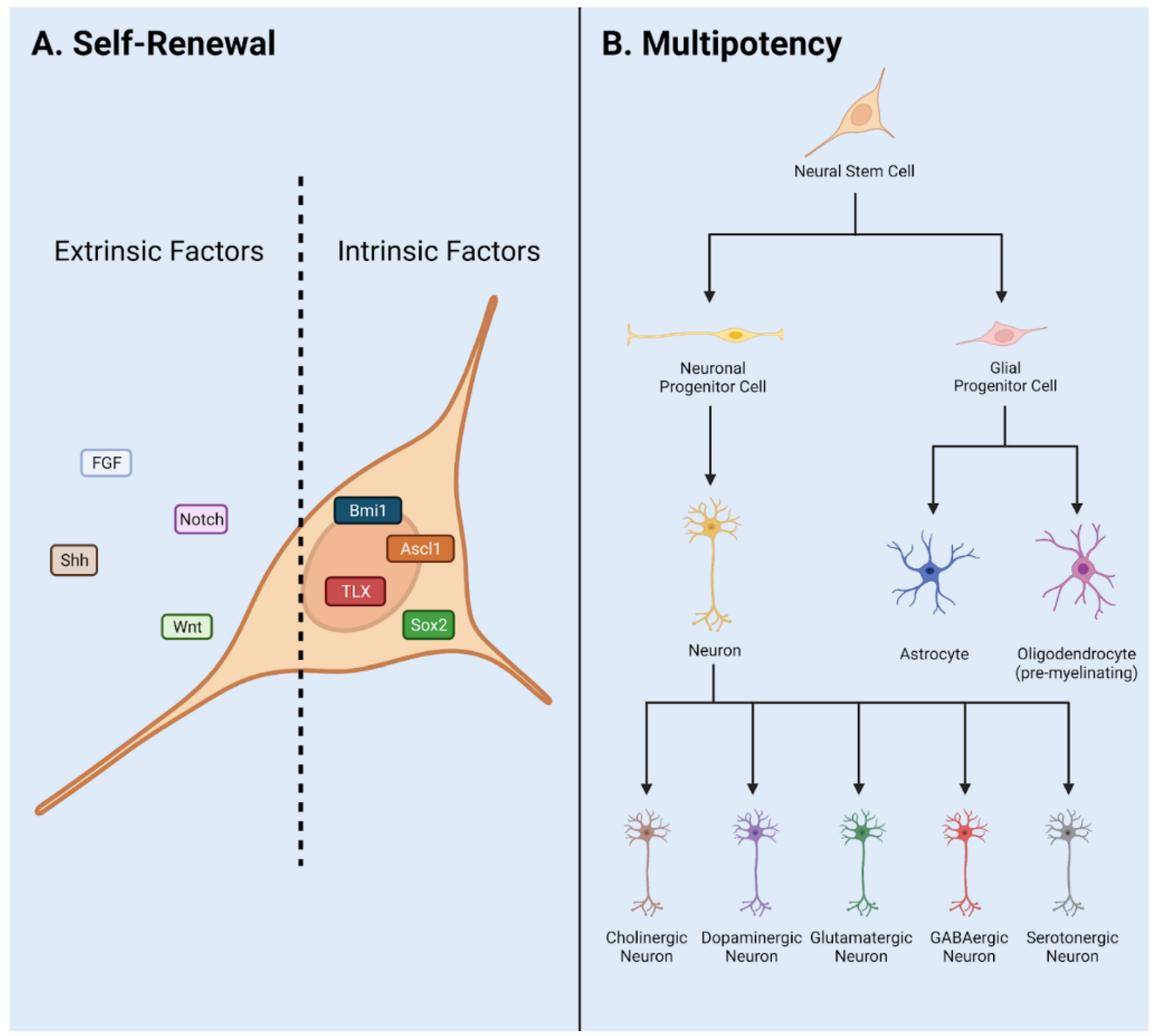 Diversity of Adult Neural Stem and Progenitor ... Biology Diagrams