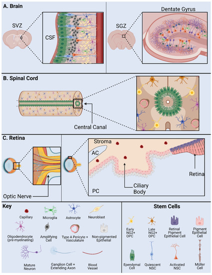 Cells 10 02045 g002 550