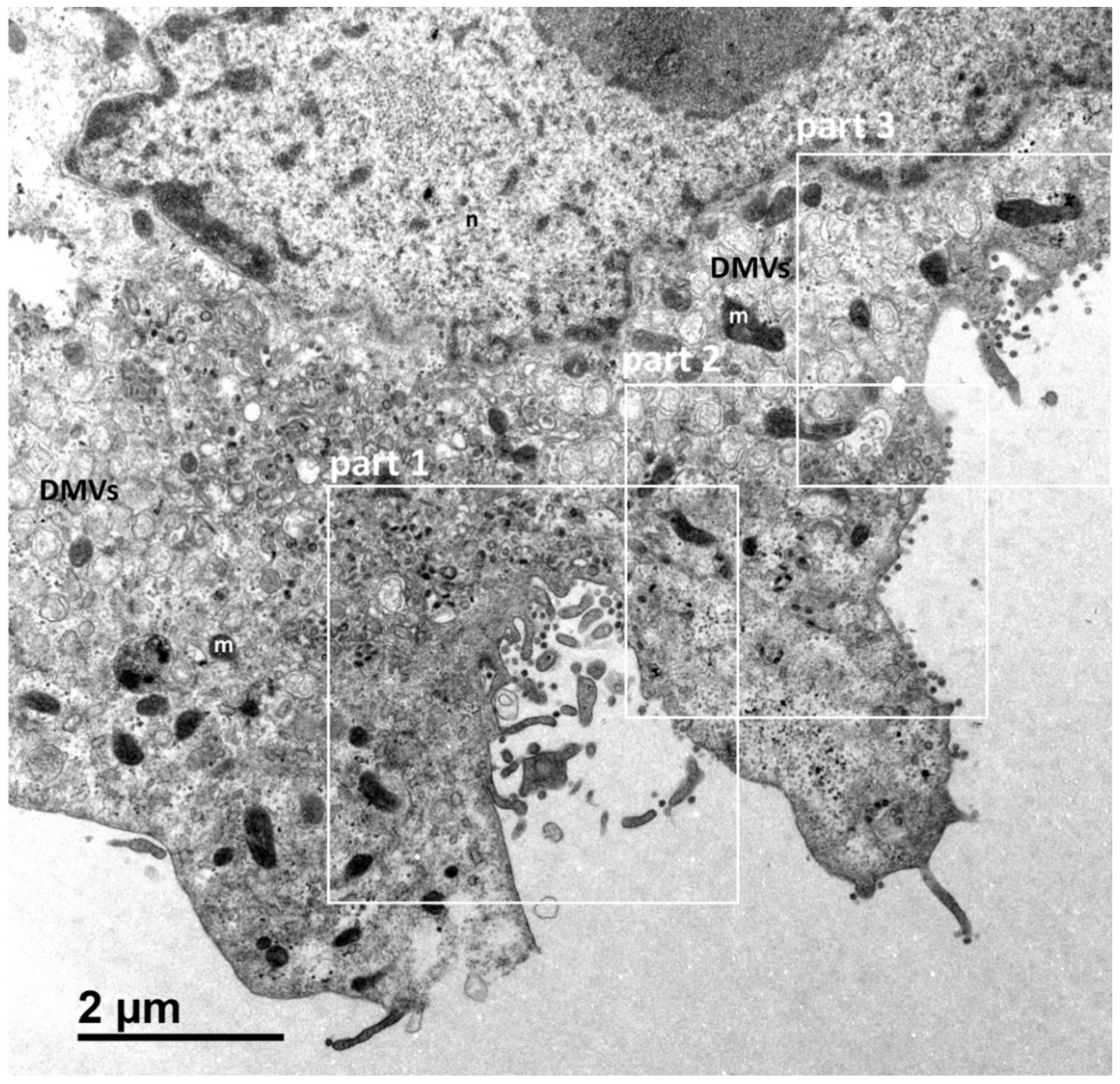 Cells 10 02047 g001 550