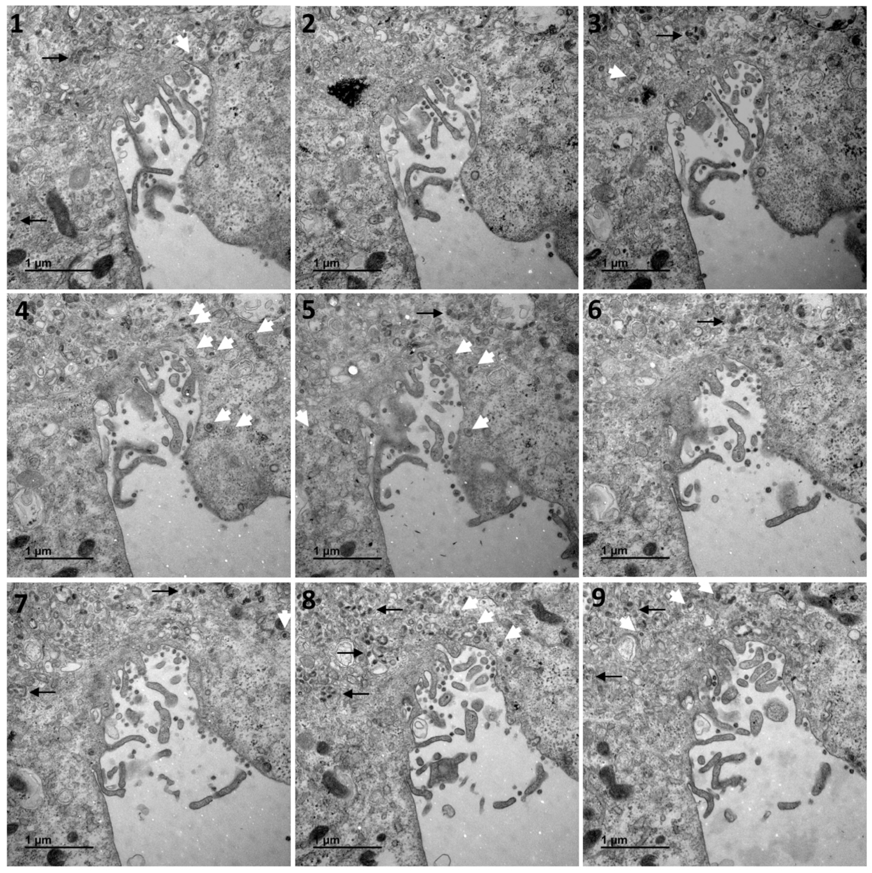 Cells 10 02047 g002 550