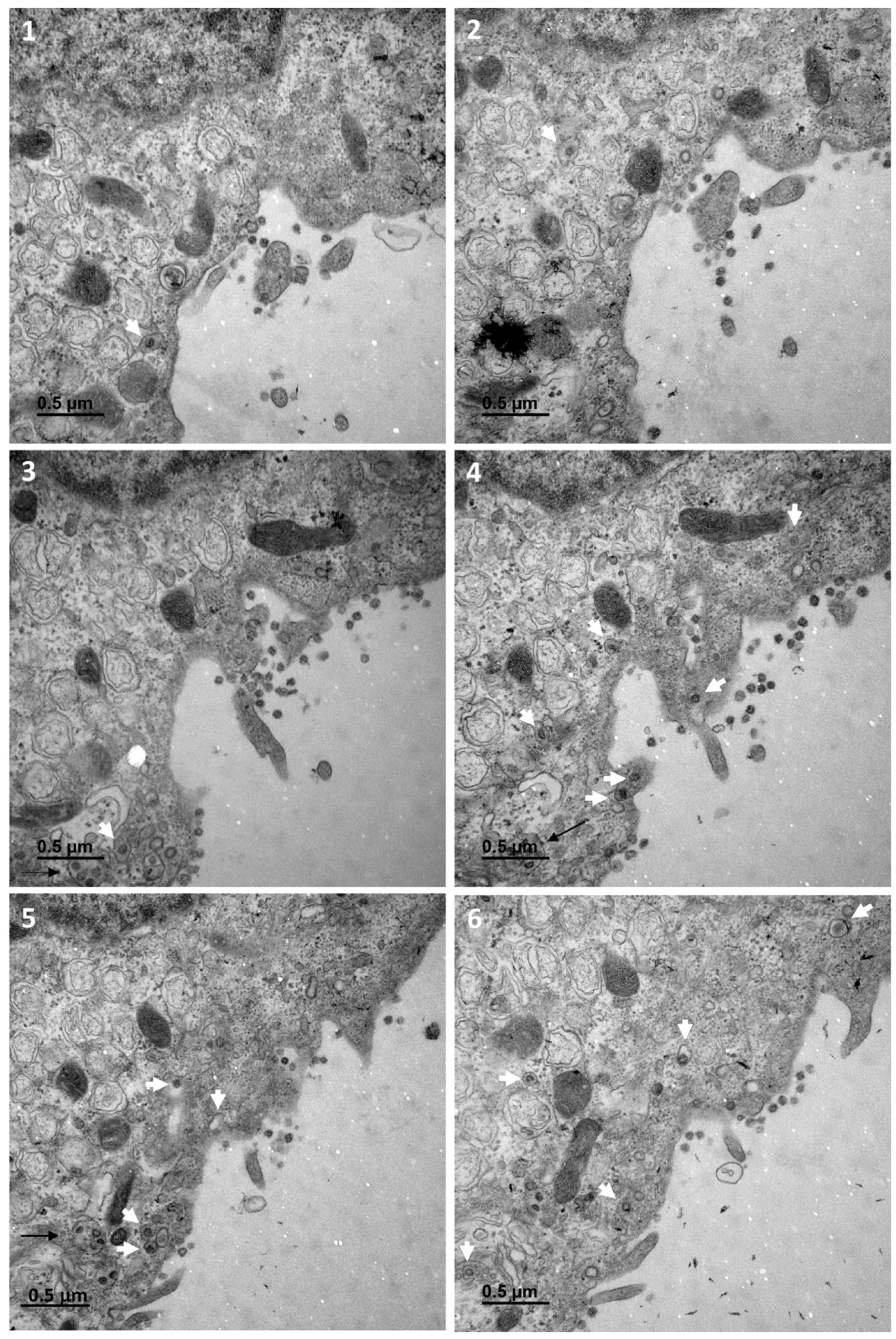 Cells 10 02047 g004 550