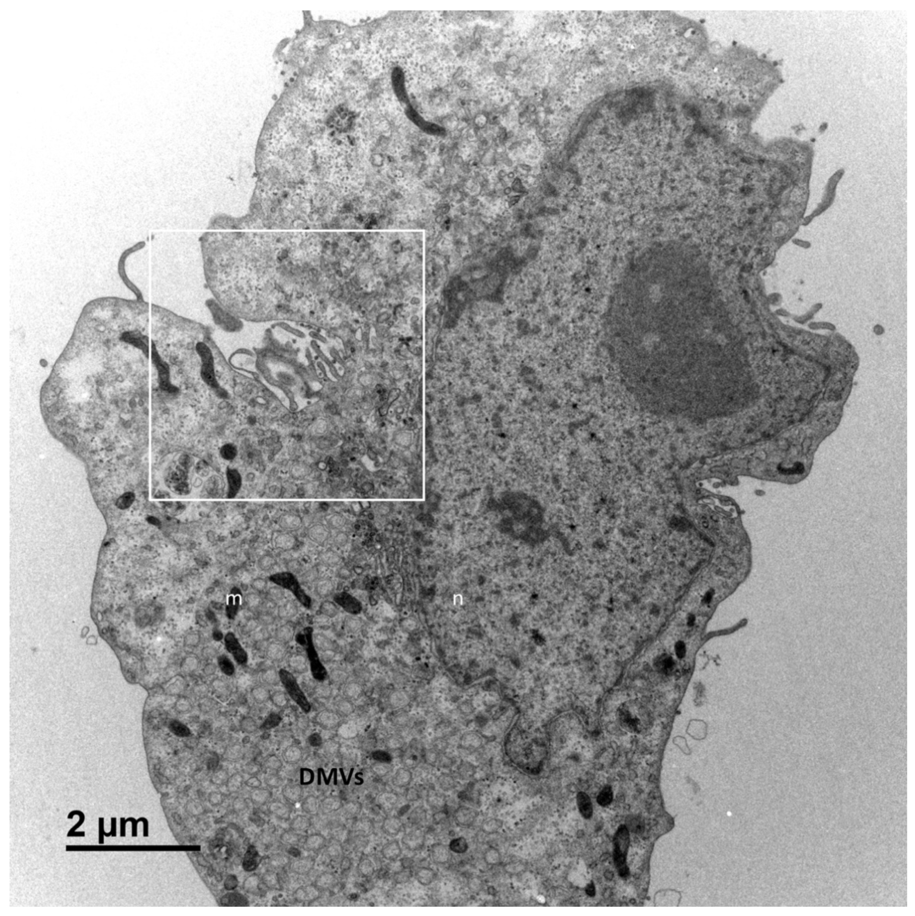 Cells 10 02047 g005 550