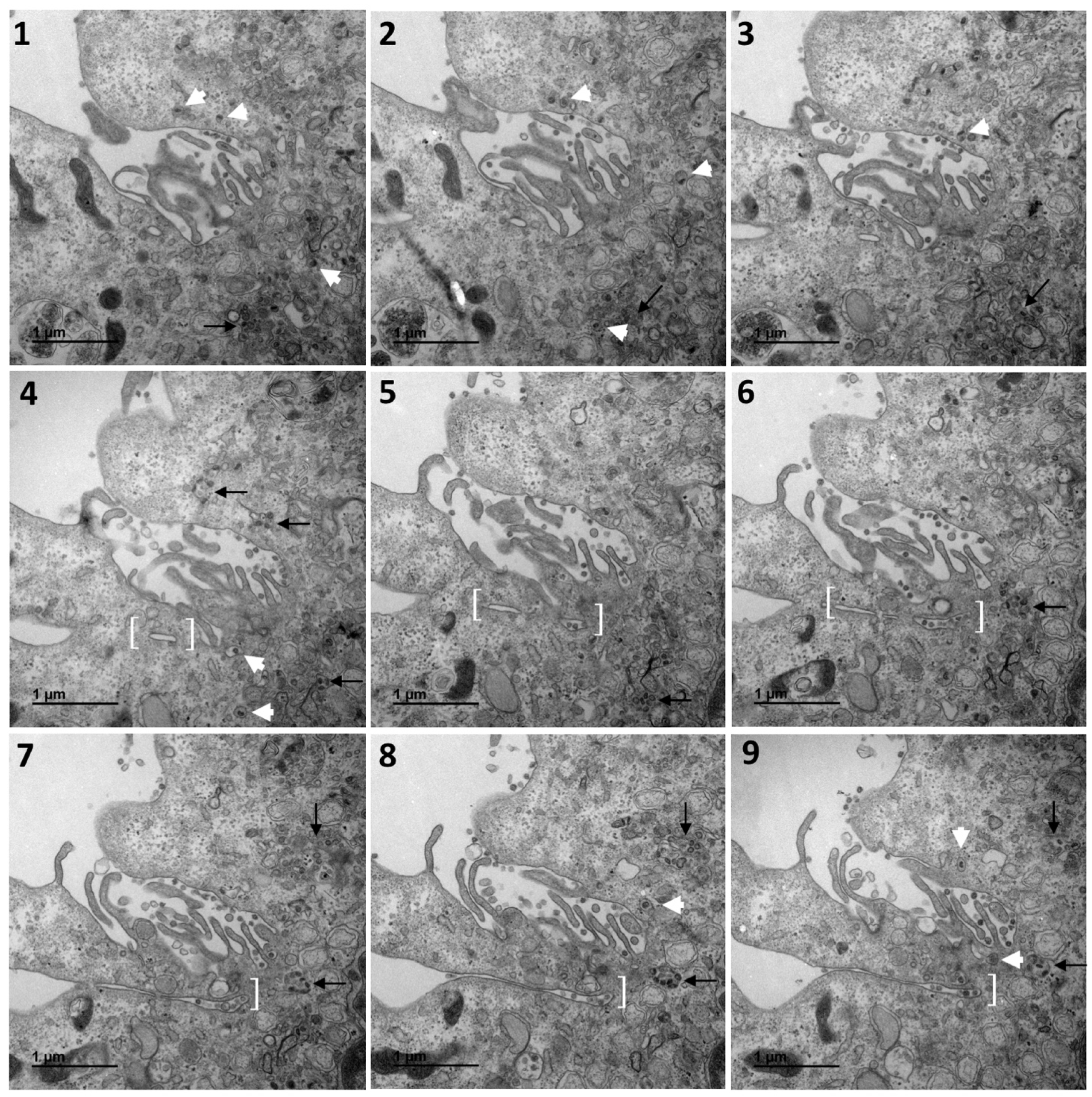 Cells 10 02047 g006a 550