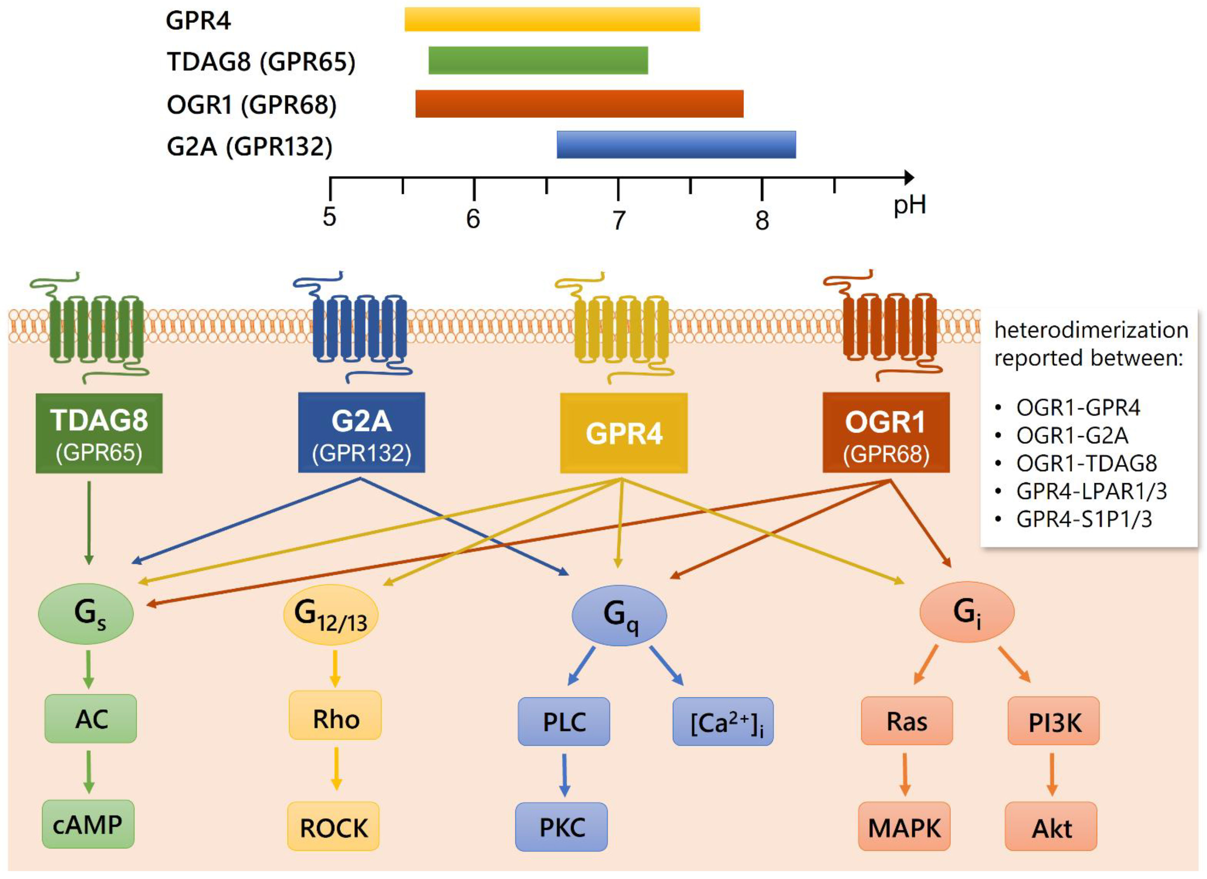 Cells 10 02050 g001 Cells 10 02050 g001