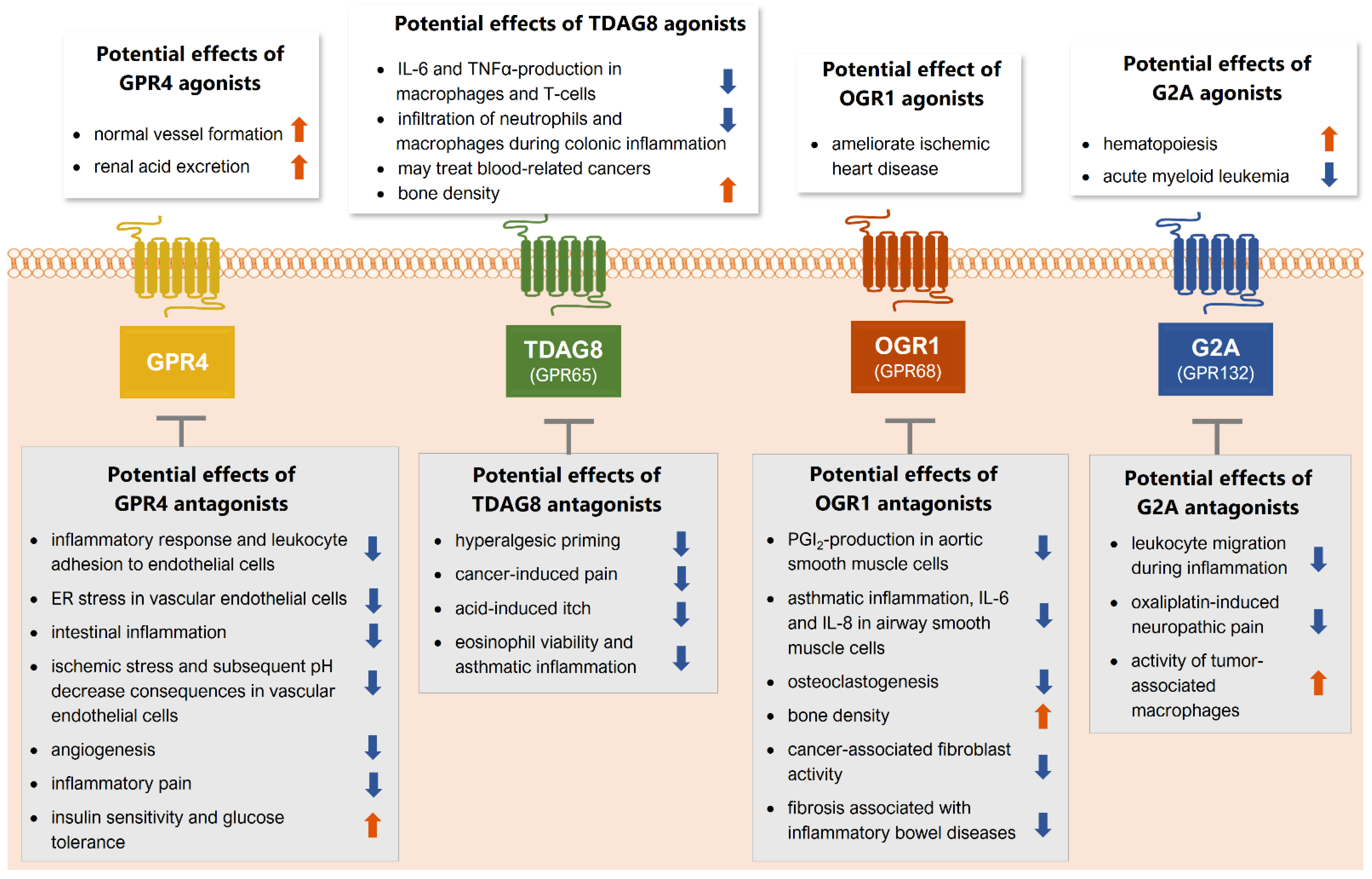Cells 10 02050 g003 Cells 10 02050 g003