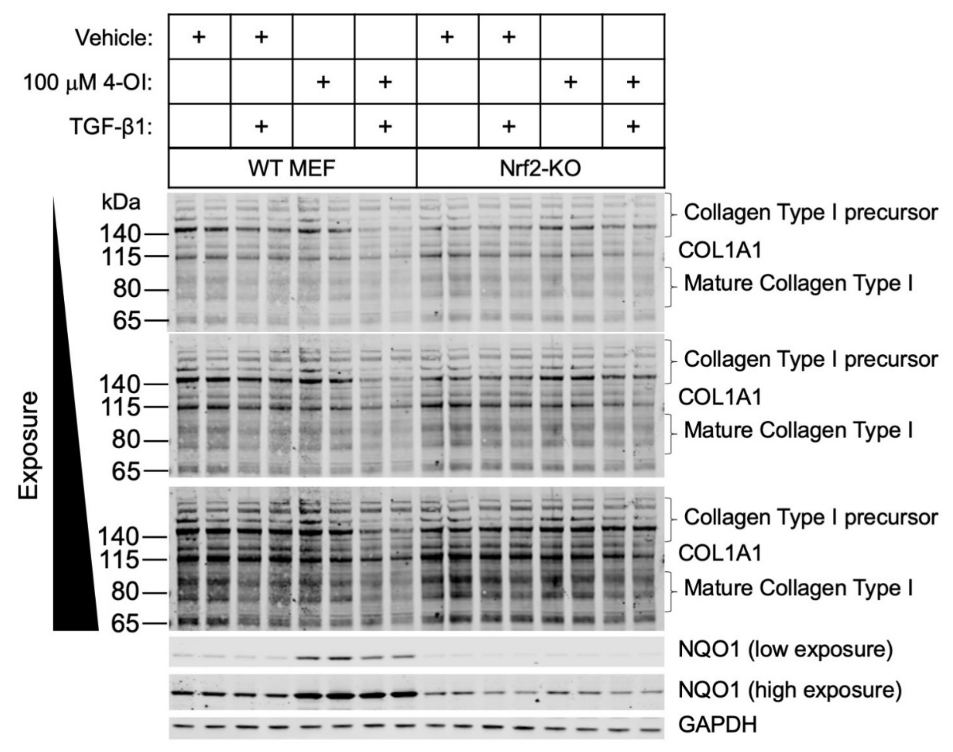 Cells 10 02053 g003 Cells 10 02053 g003