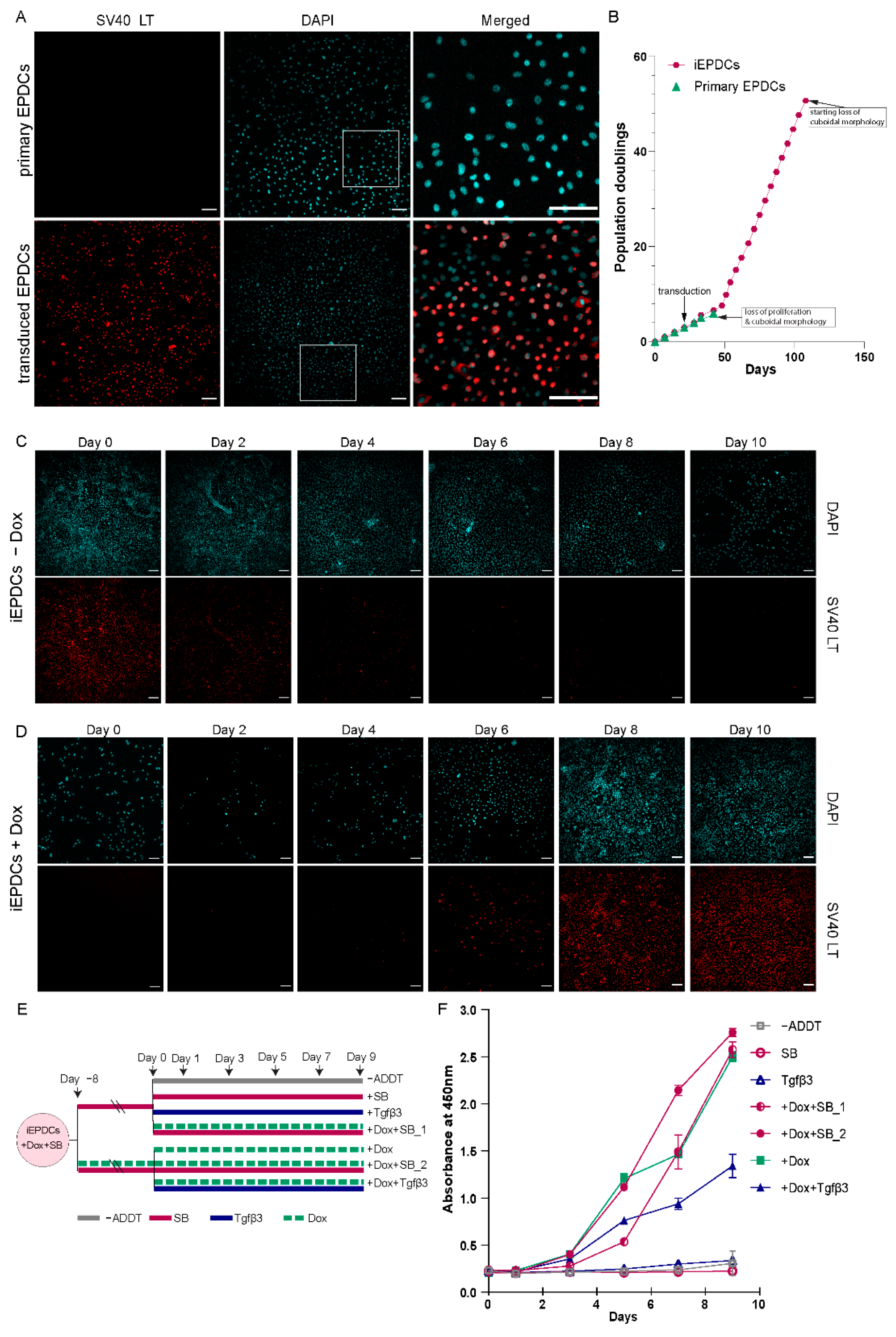 Cells 10 02064 g001 Cells 10 02064 g001