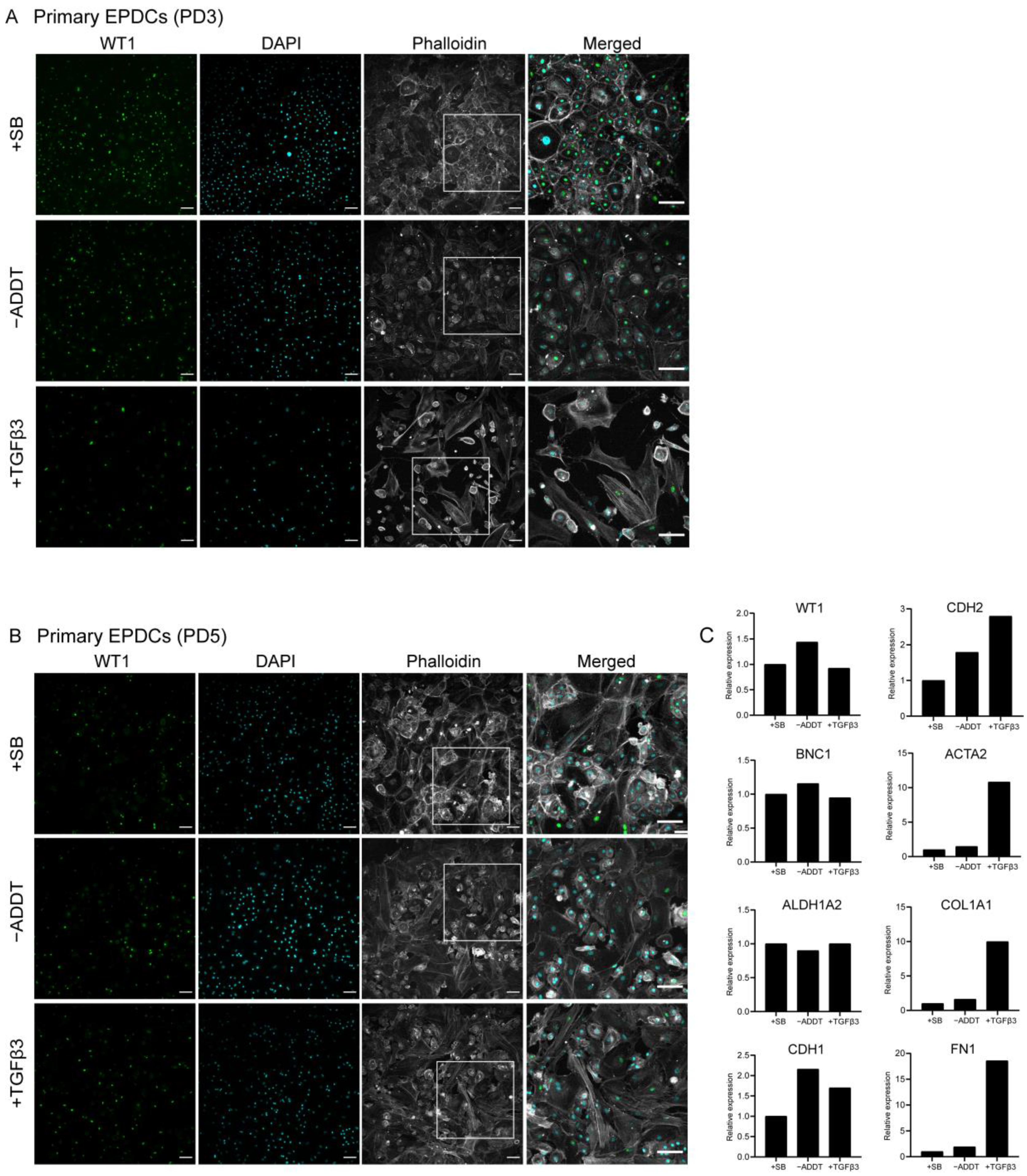Cells 10 02064 g002 Cells 10 02064 g002