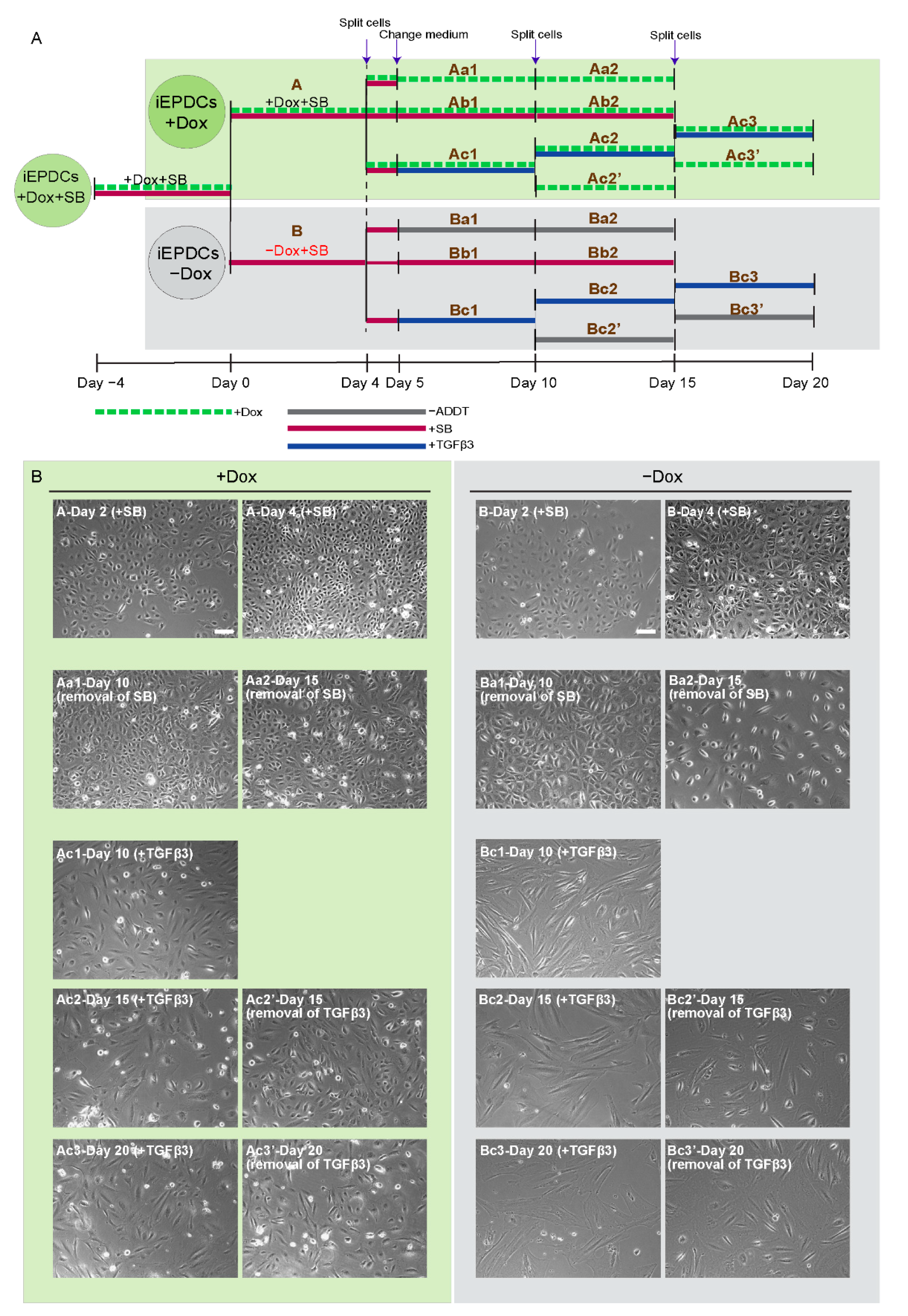 Cells 10 02064 g004 Cells 10 02064 g004