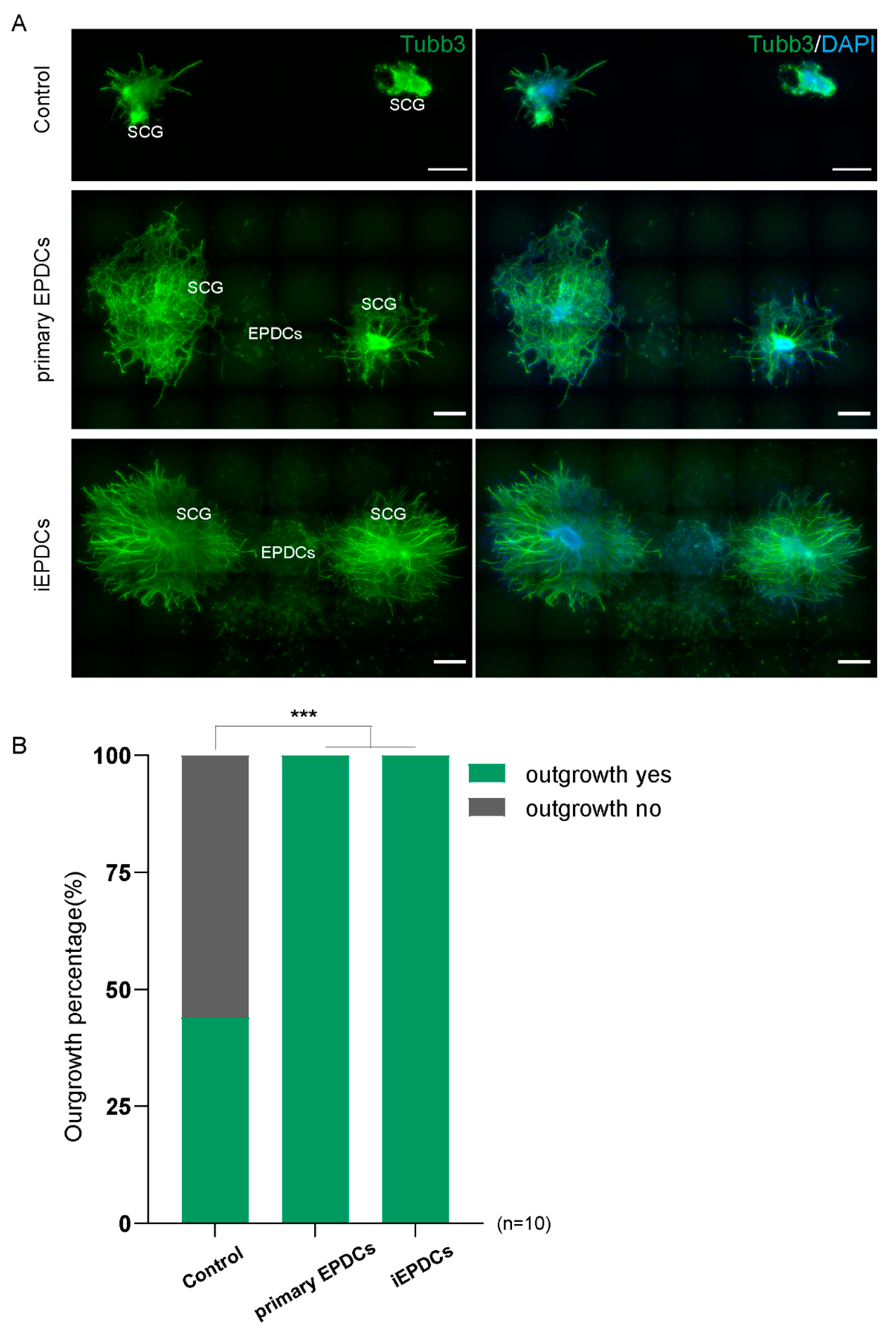 Cells 10 02064 g006 Cells 10 02064 g006