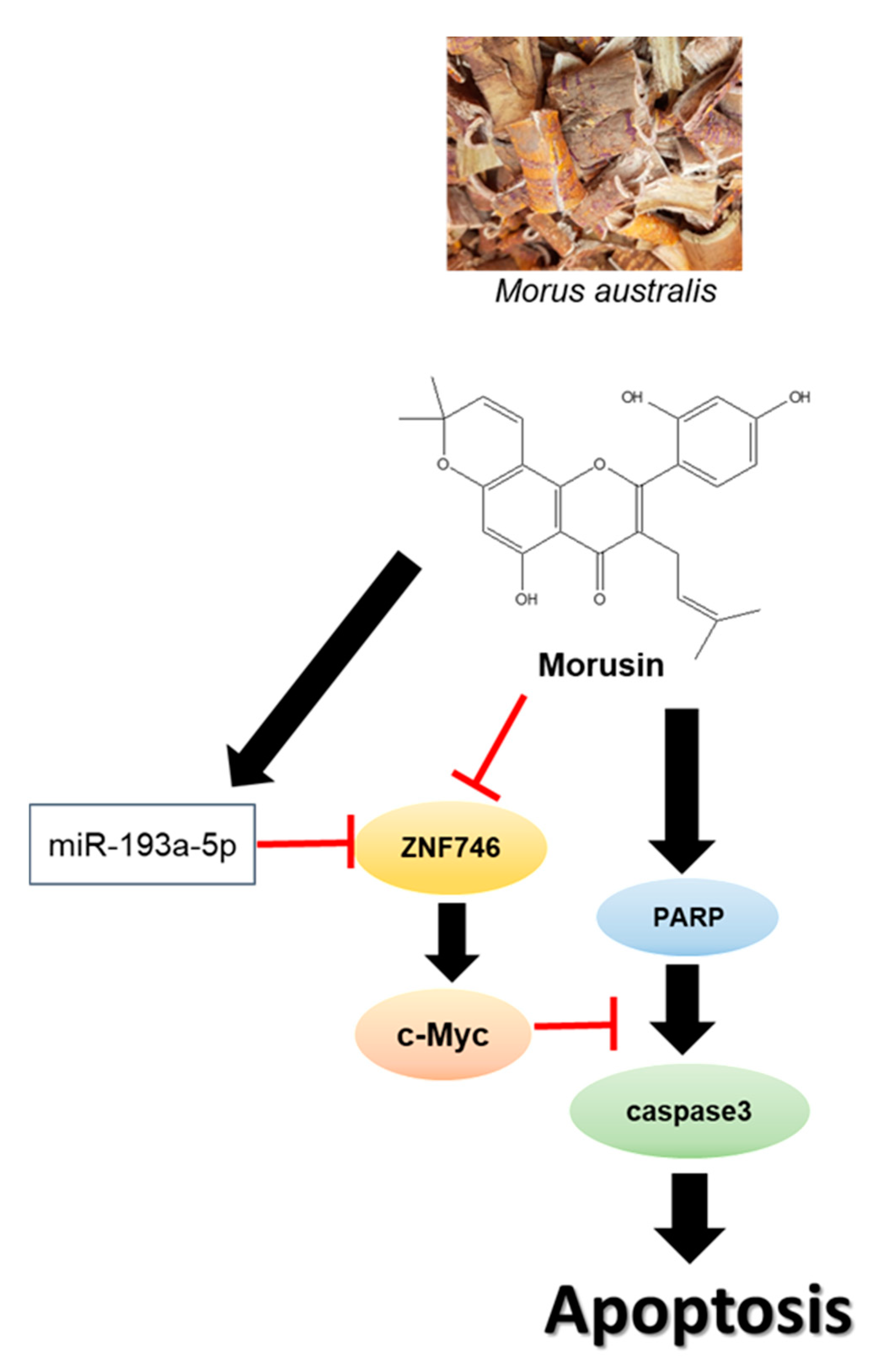Cells 10 02065 g008 Cells 10 02065 g008