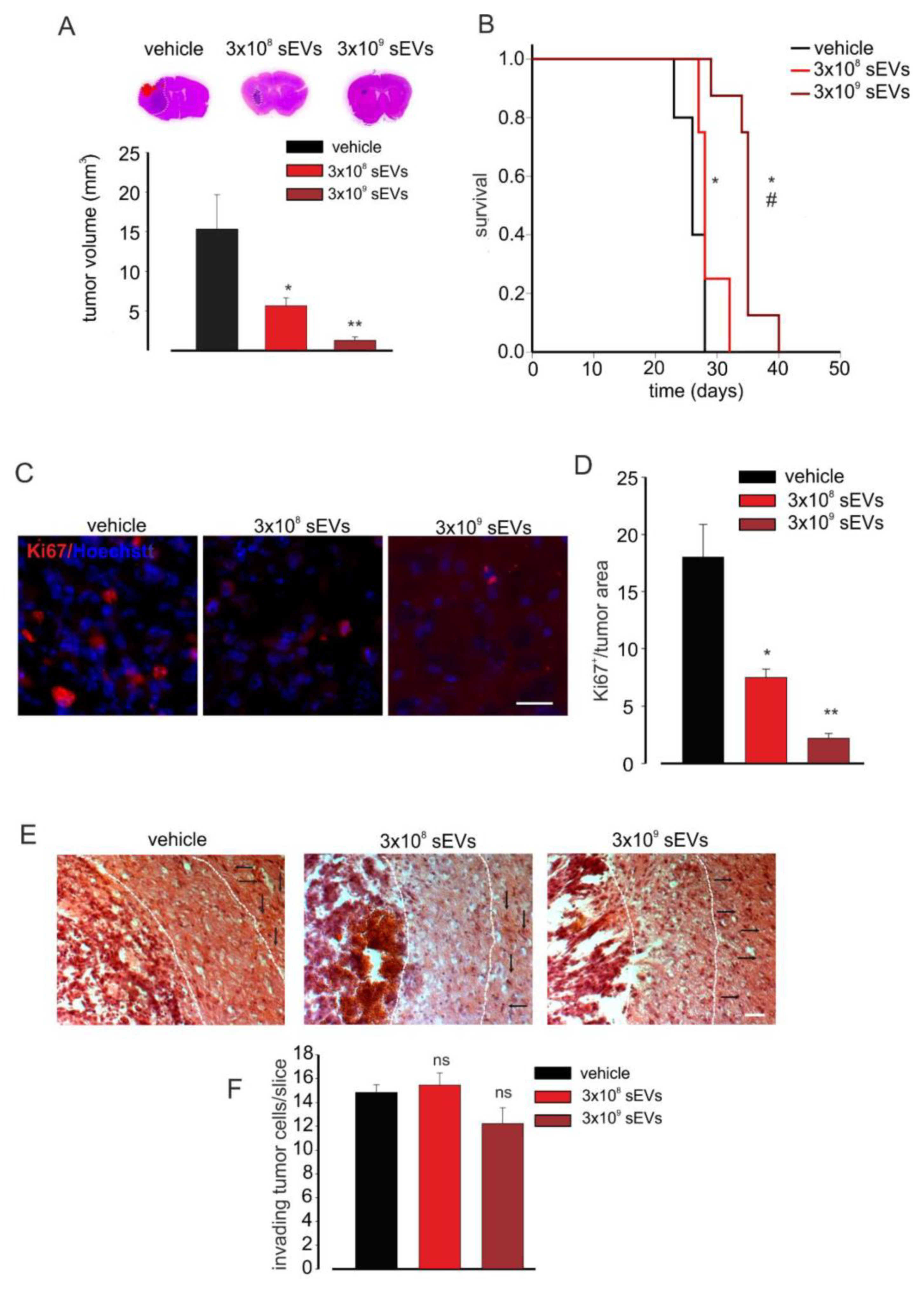Cells 10 02066 g003 550