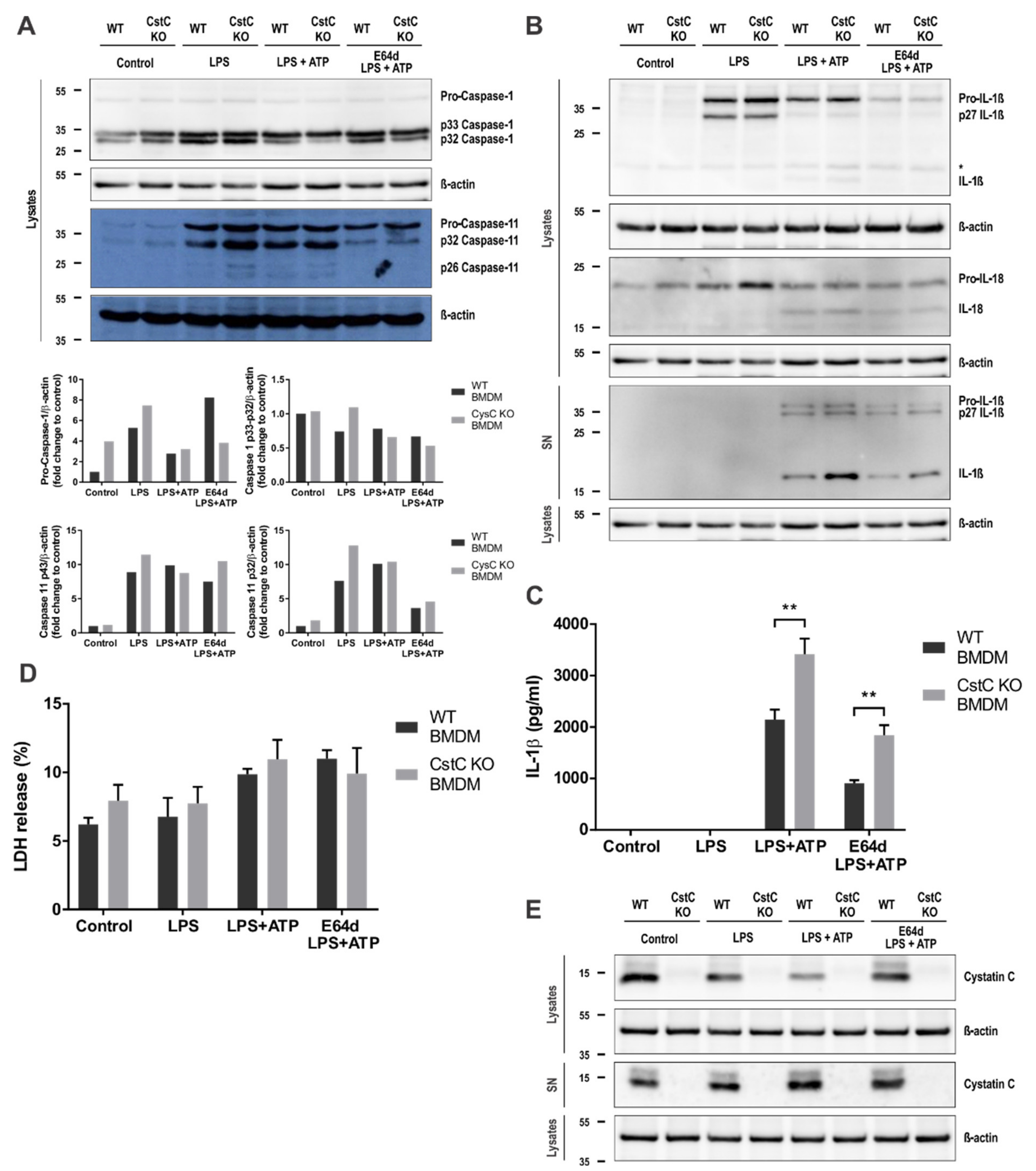 Cells 10 02071 g003
