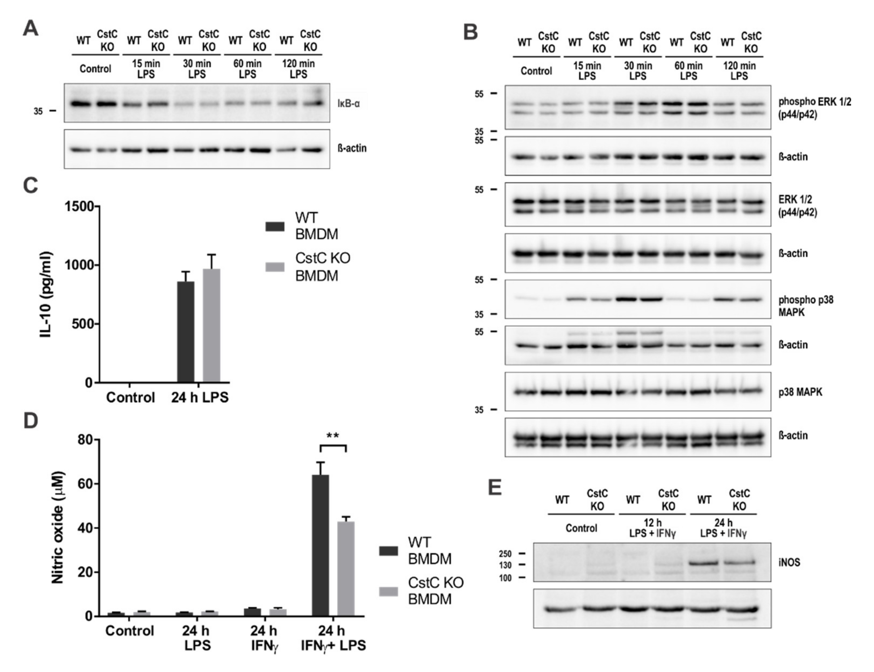Cells 10 02071 g005