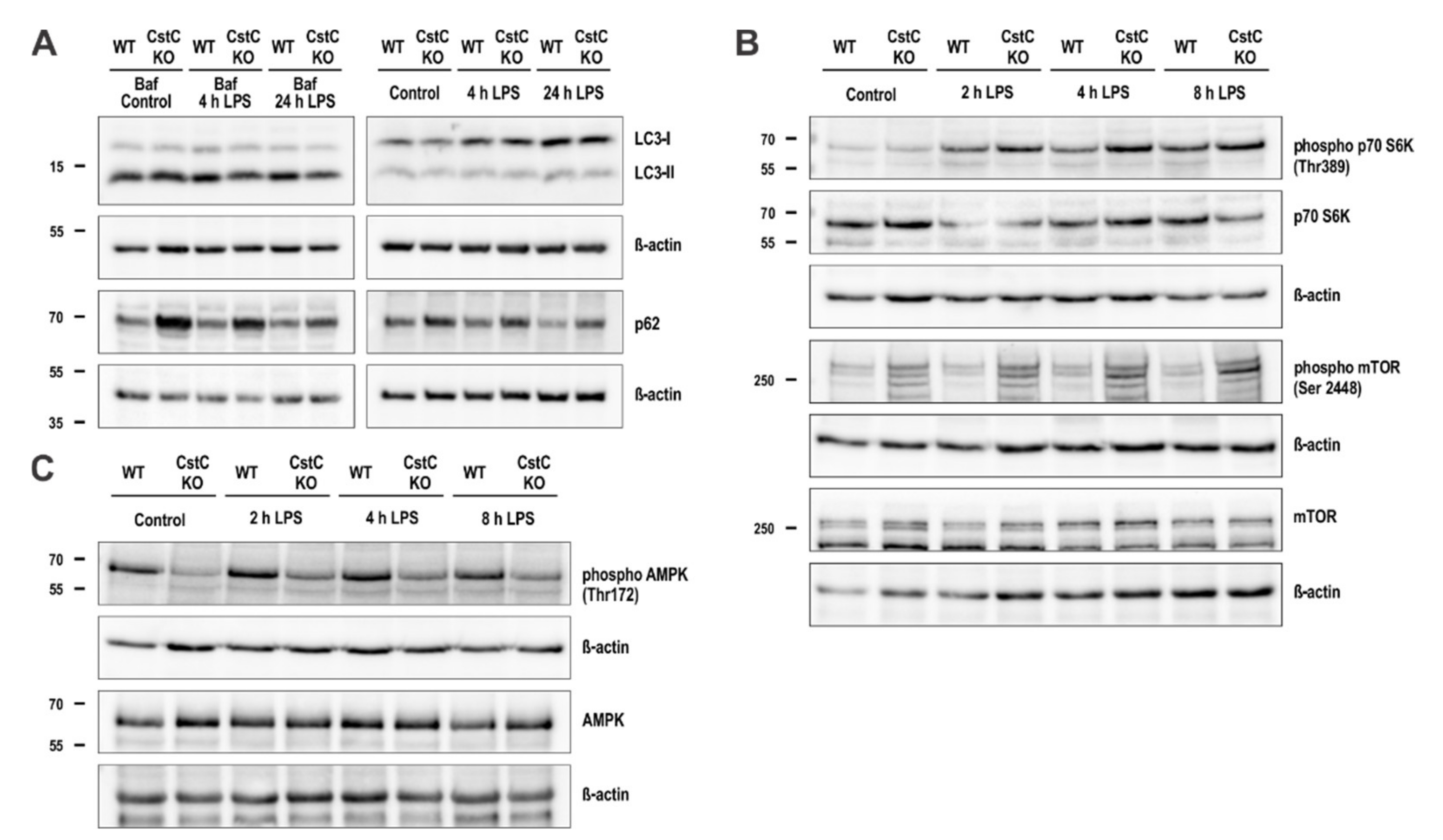 Cells 10 02071 g006