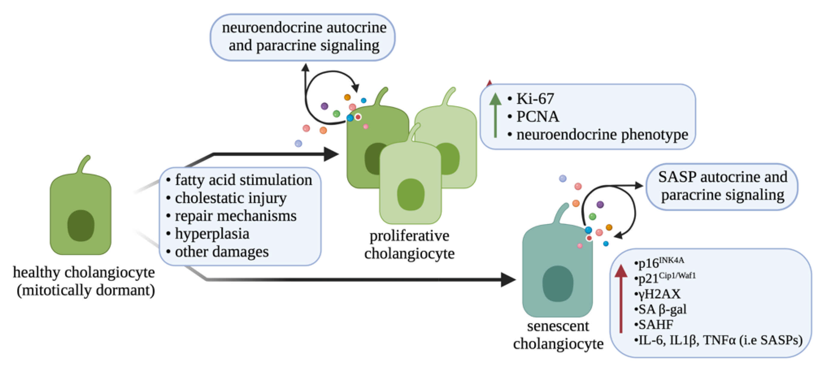 Cells 10 02072 g001 550