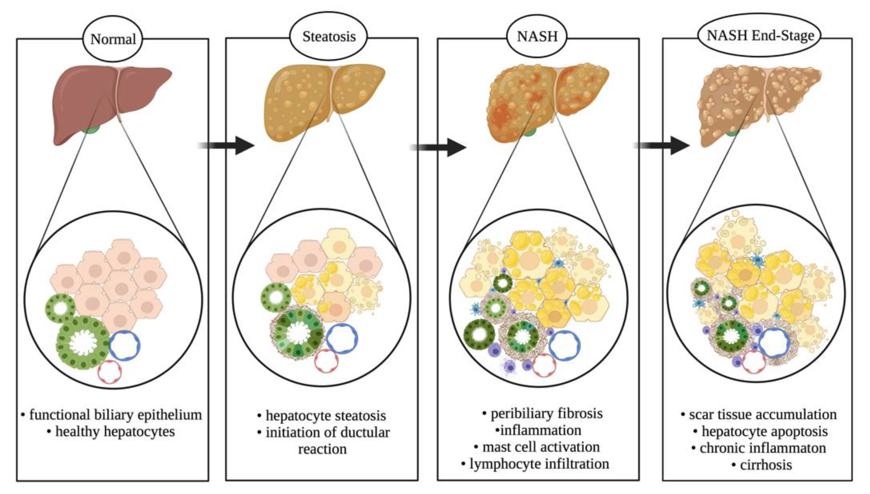 Cells 10 02072 g004 550