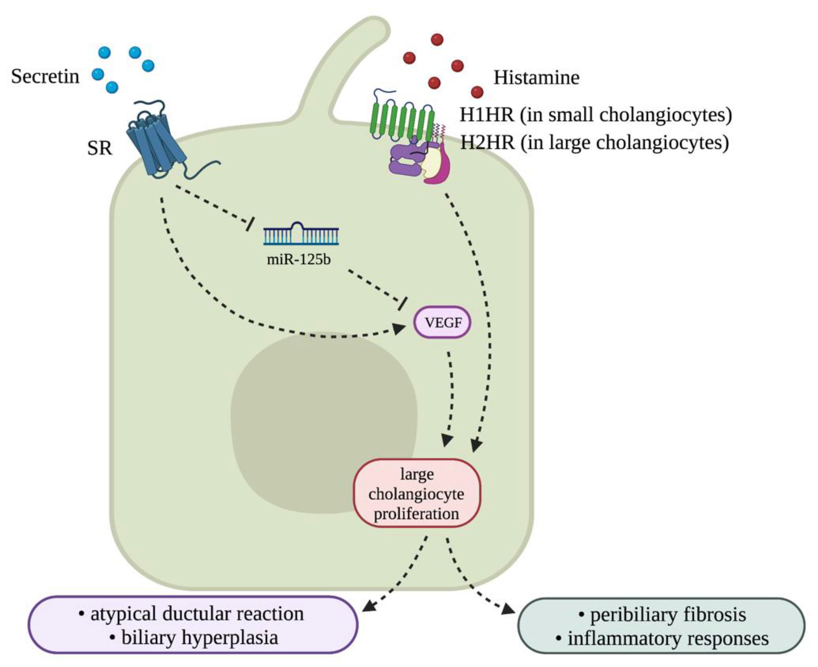 Cells 10 02072 g007 550