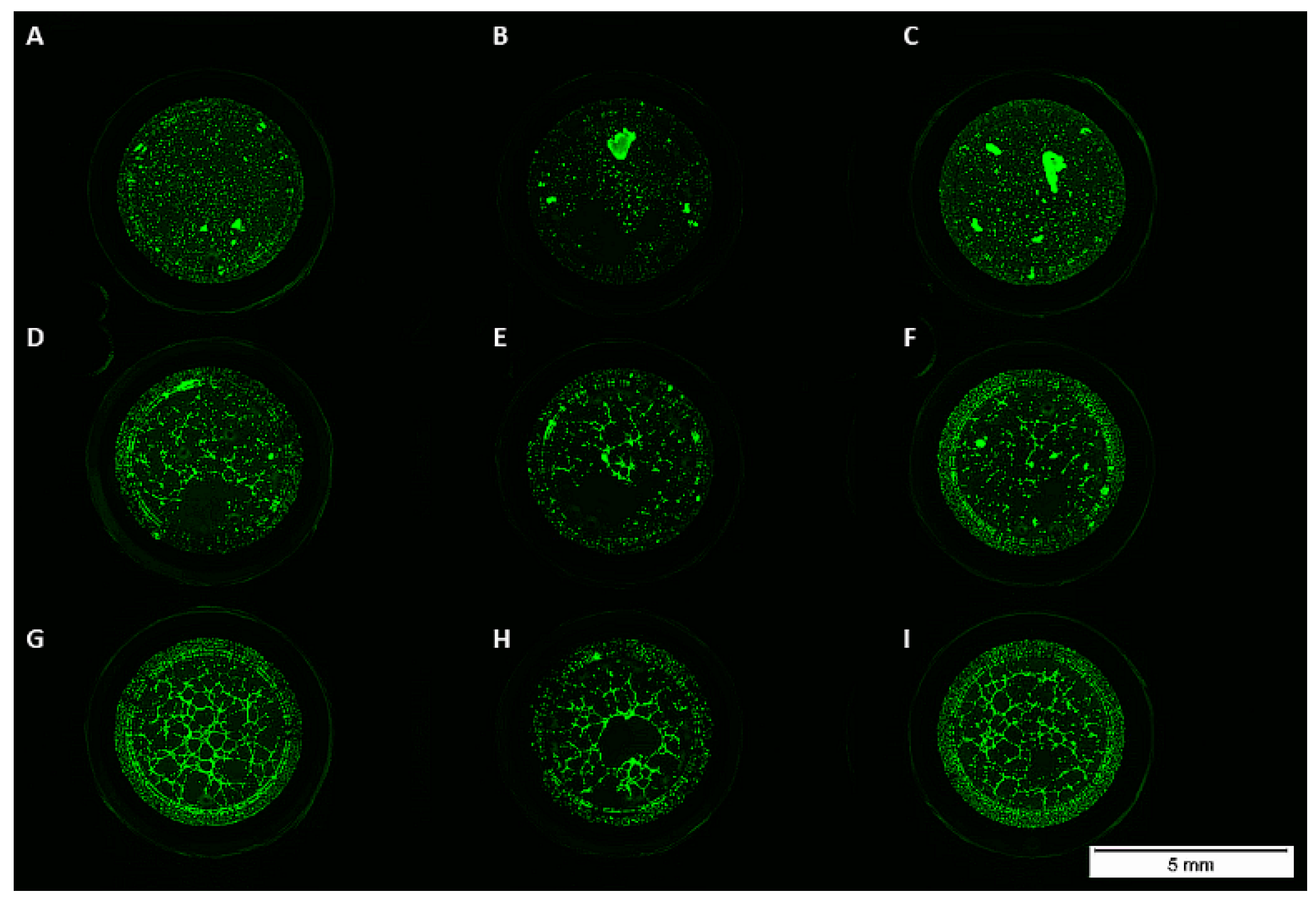 Cells 10 02074 g003 550