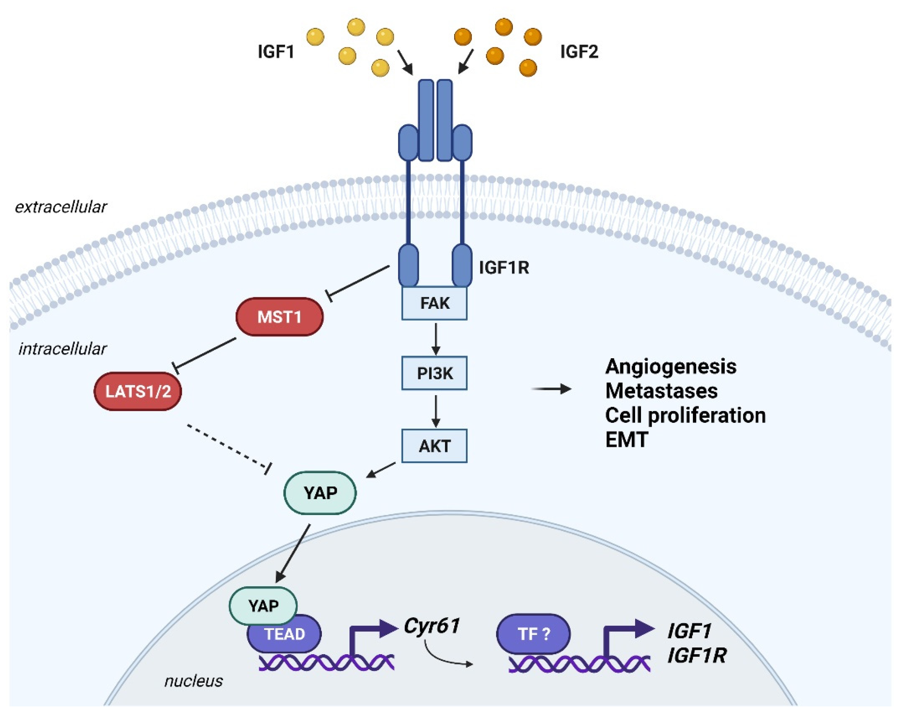 Cells 10 02075 g002 Cells 10 02075 g002