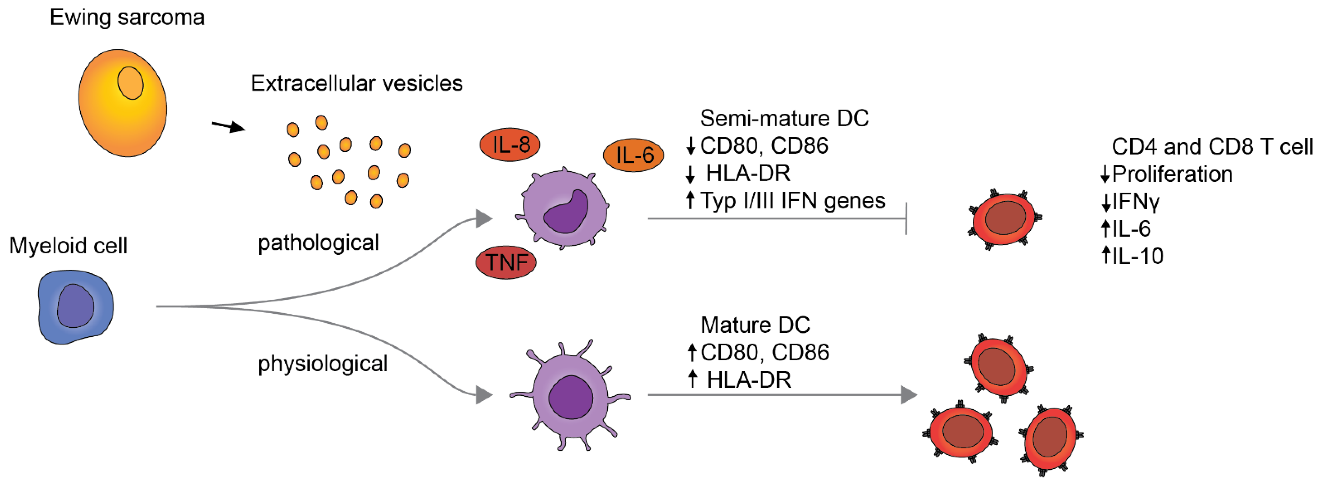 Cells 10 02081 g006 Cells 10 02081 g006