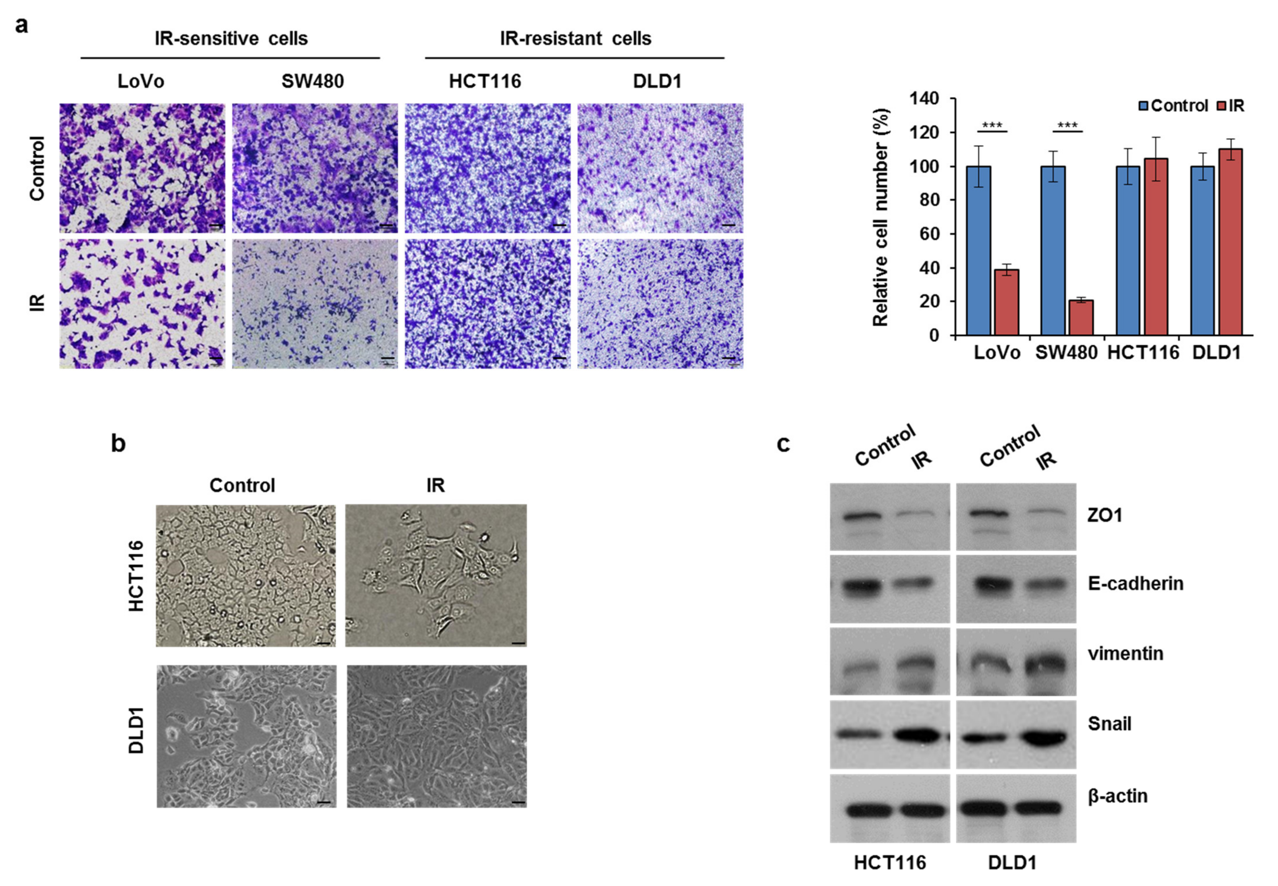 Cells 10 02087 g001 Cells 10 02087 g001