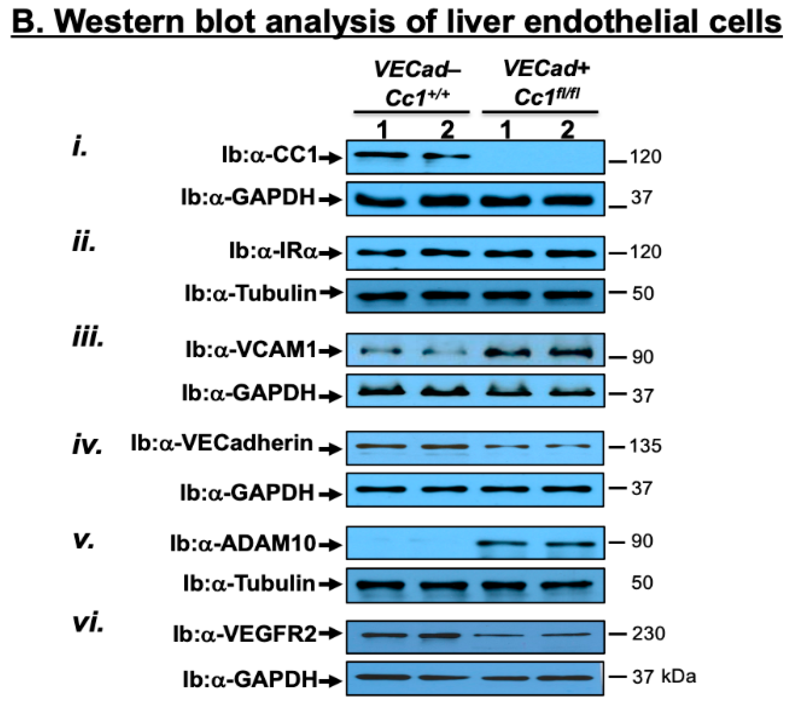 Cells 10 02093 g001b Cells 10 02093 g001b