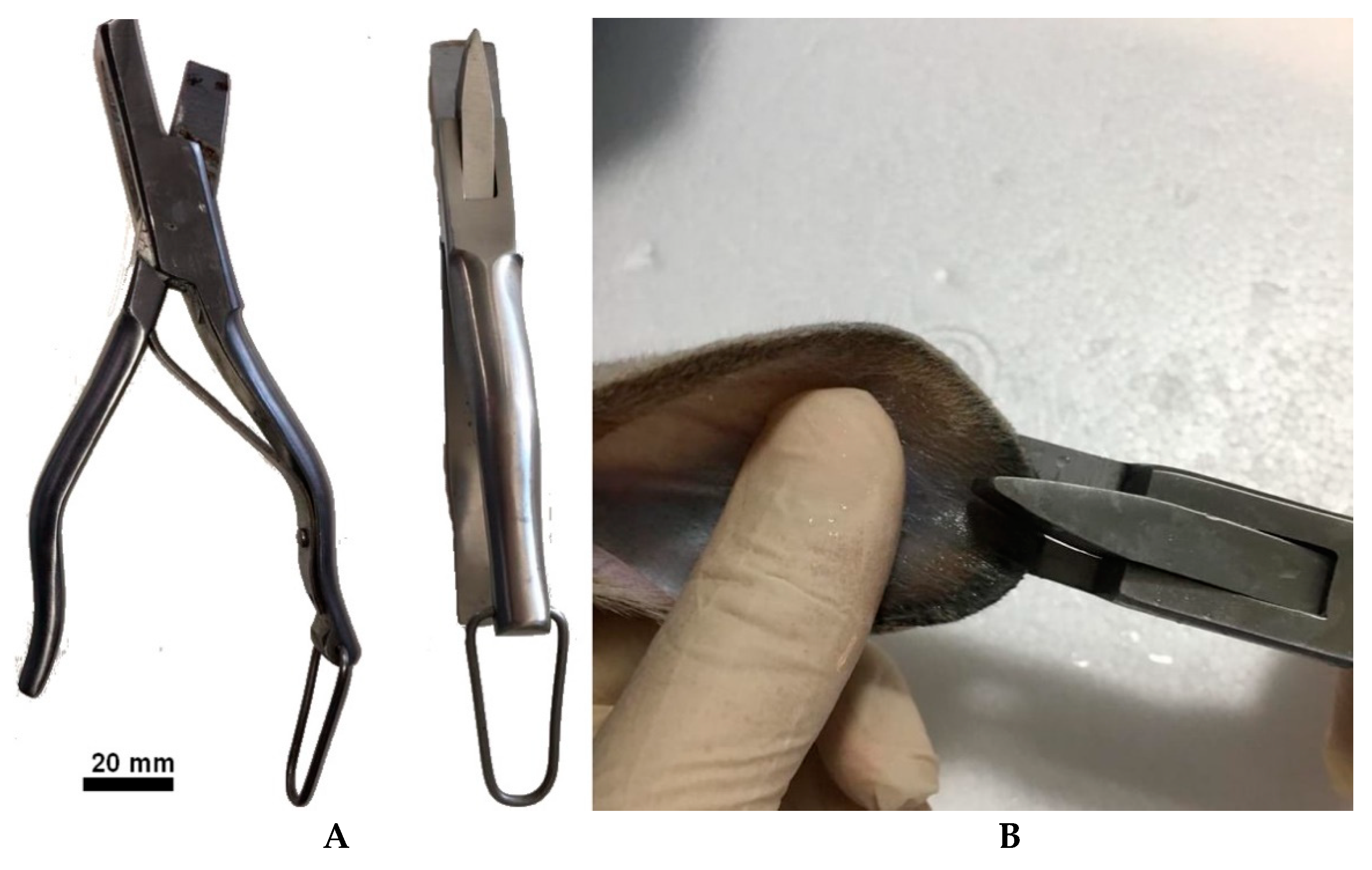 Cells 10 02100 g001 Cells 10 02100 g001