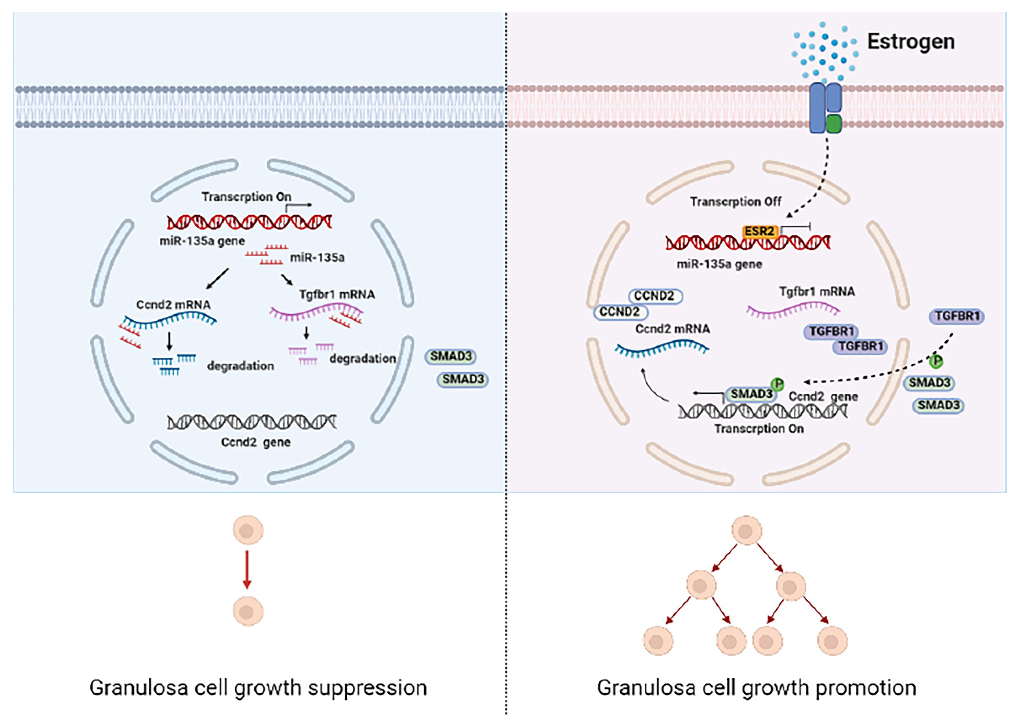 Cells 10 02104 g006 550