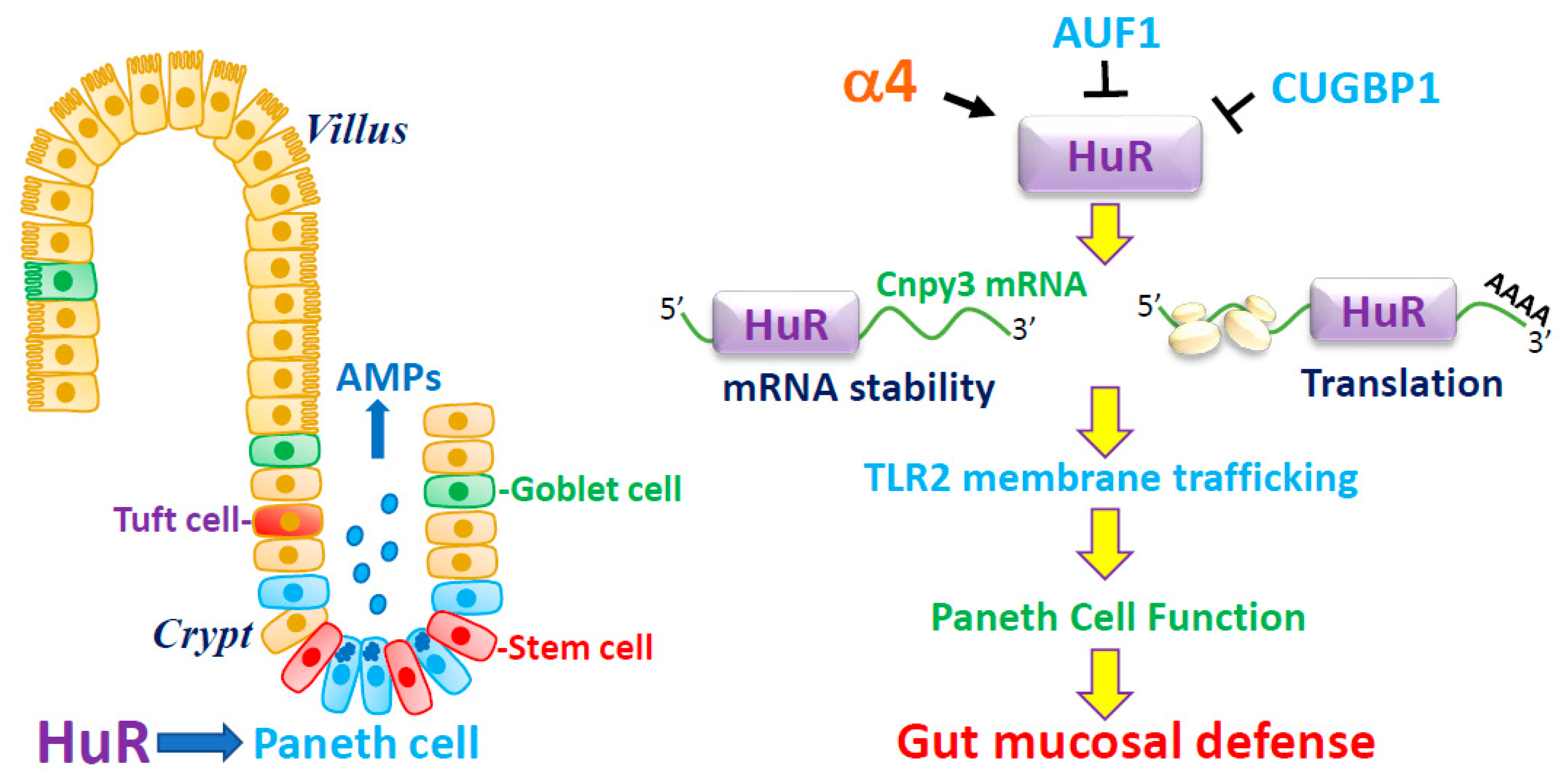 Cells 10 02107 g001 Cells 10 02107 g001