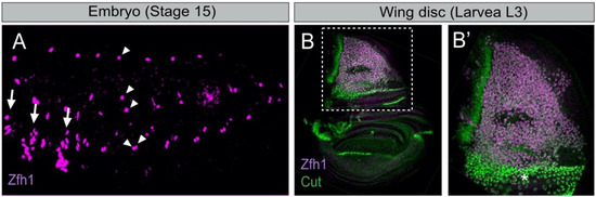 Cells 10 02112 g001 550