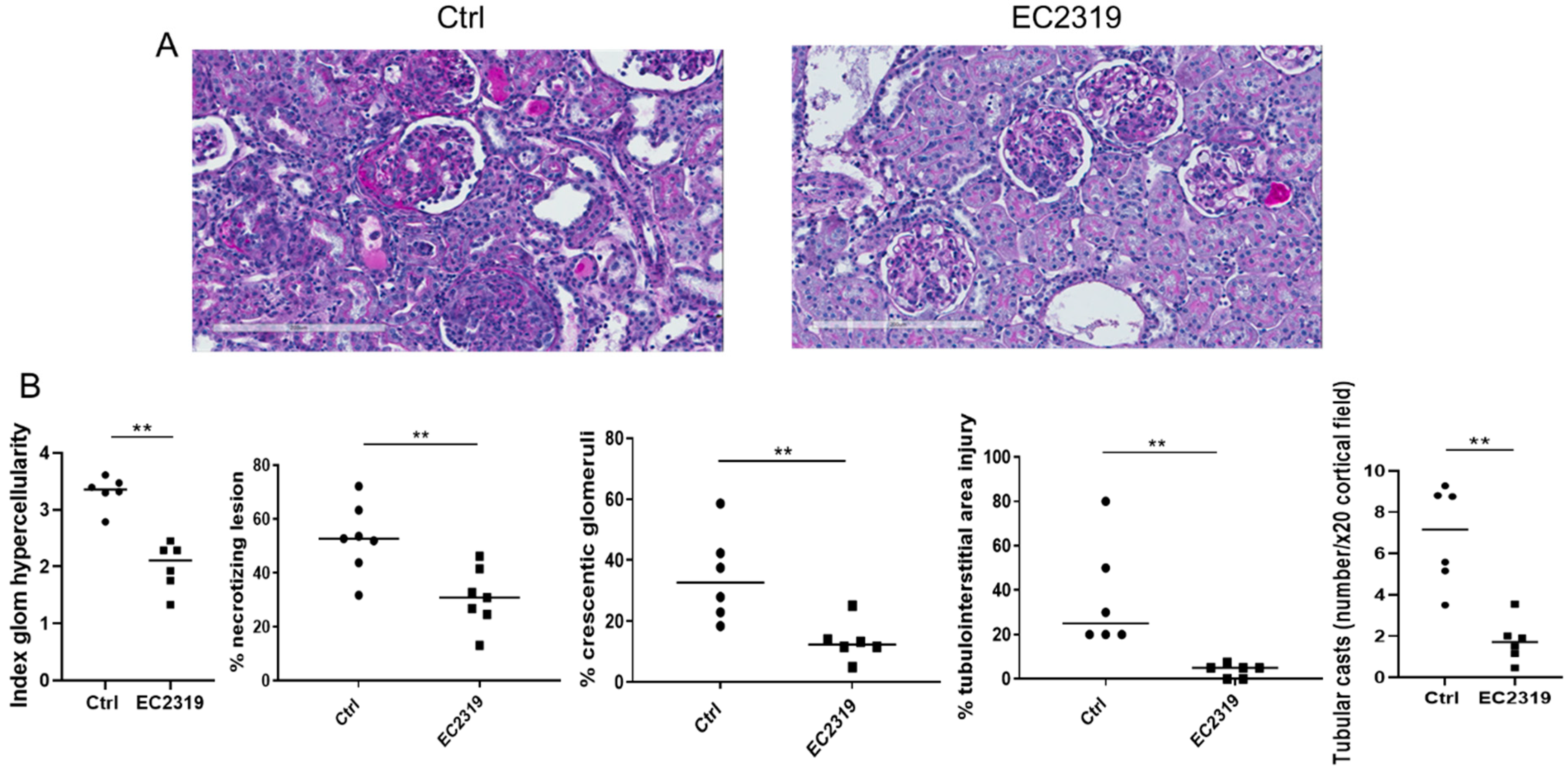 Cells 10 02113 g002 Cells 10 02113 g002