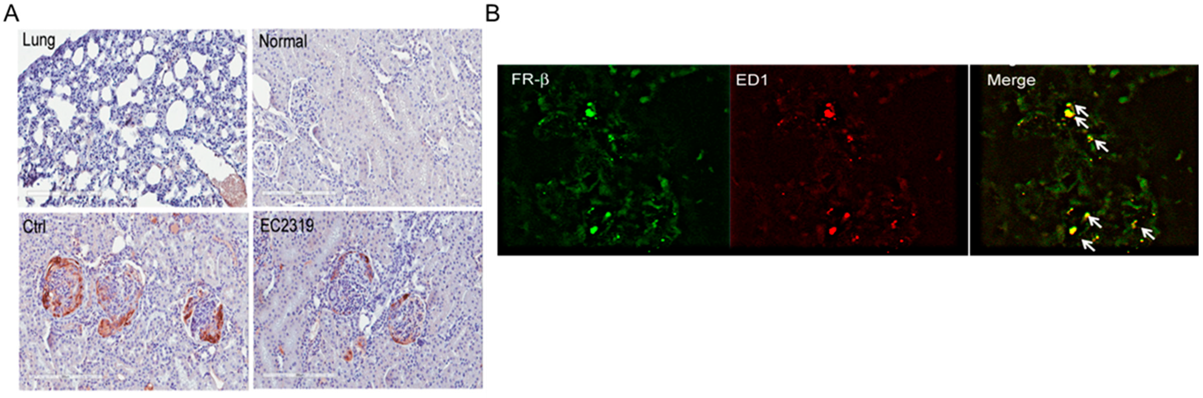 Cells 10 02113 g006 Cells 10 02113 g006