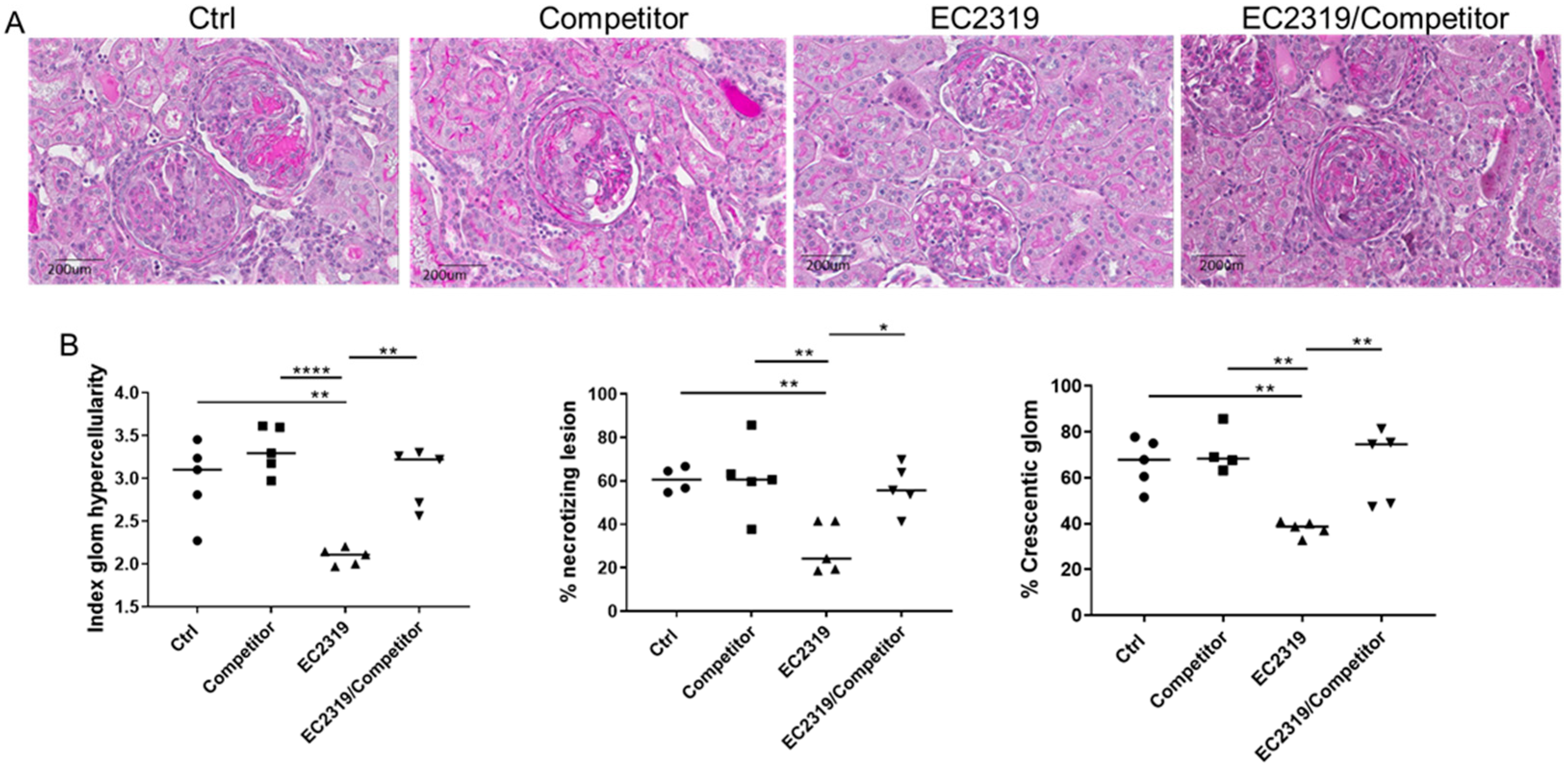 Cells 10 02113 g007 Cells 10 02113 g007