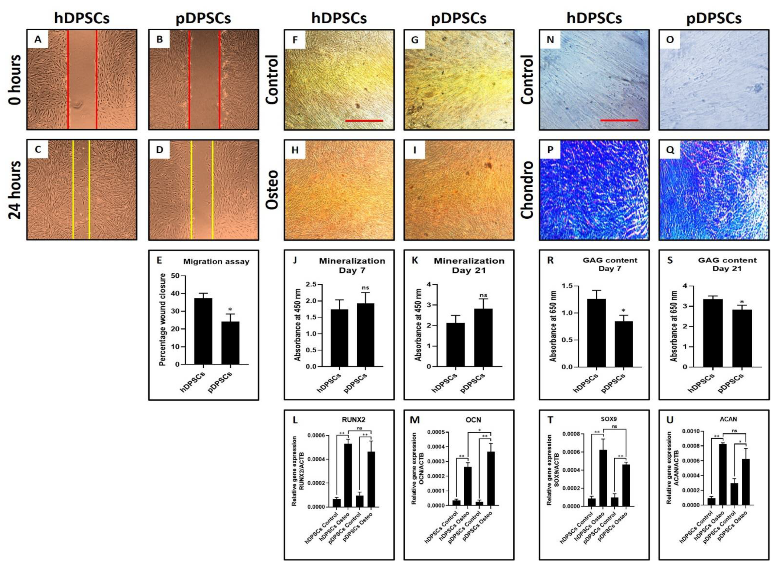Cells 10 02118 g002 550