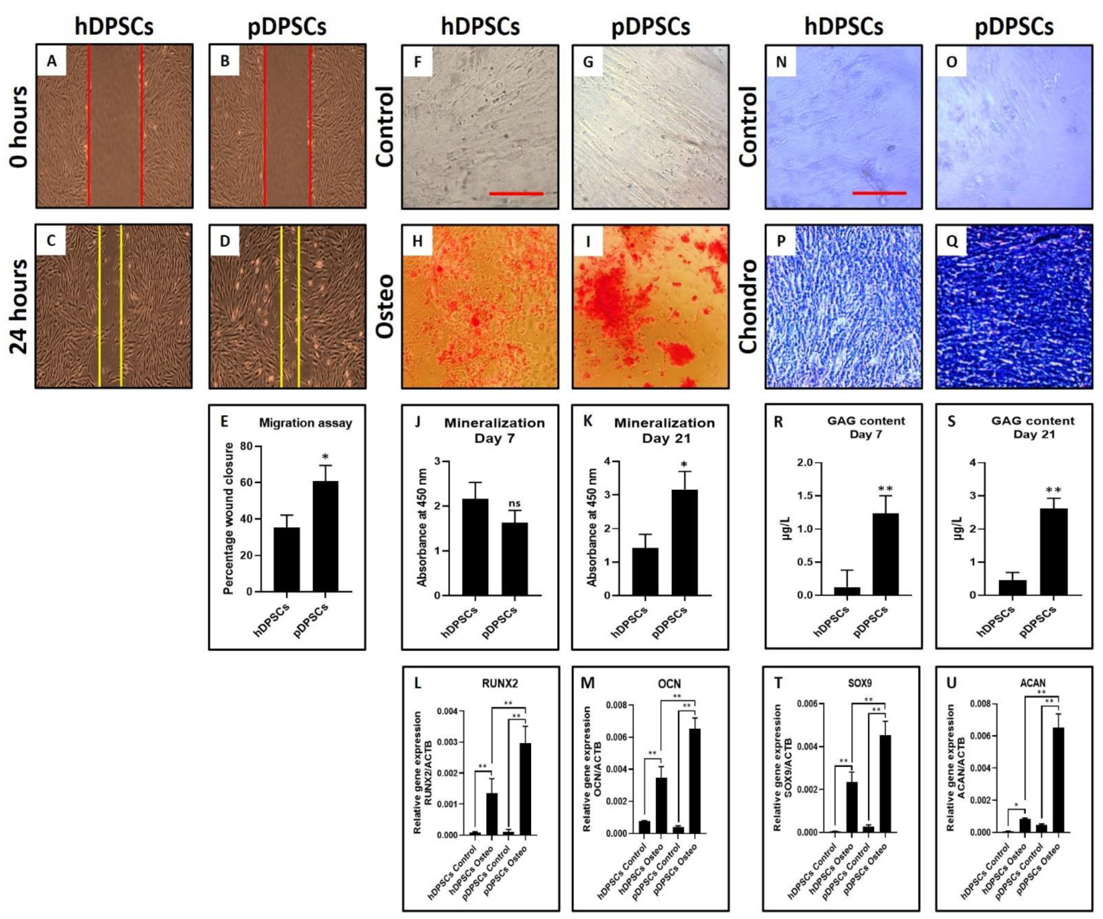 Cells 10 02118 g004 550