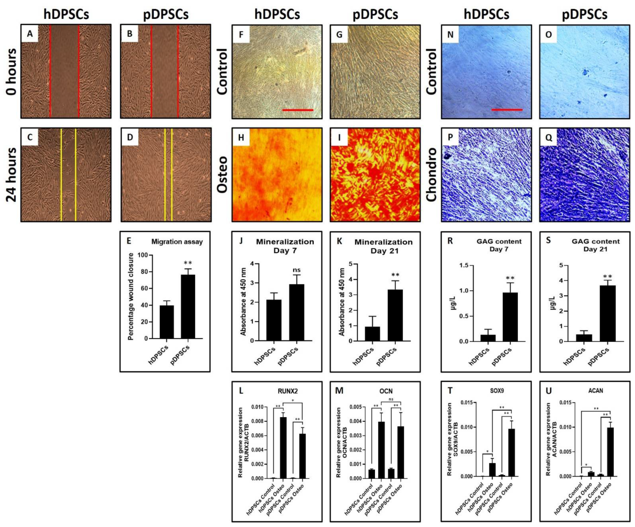 Cells 10 02118 g006 550