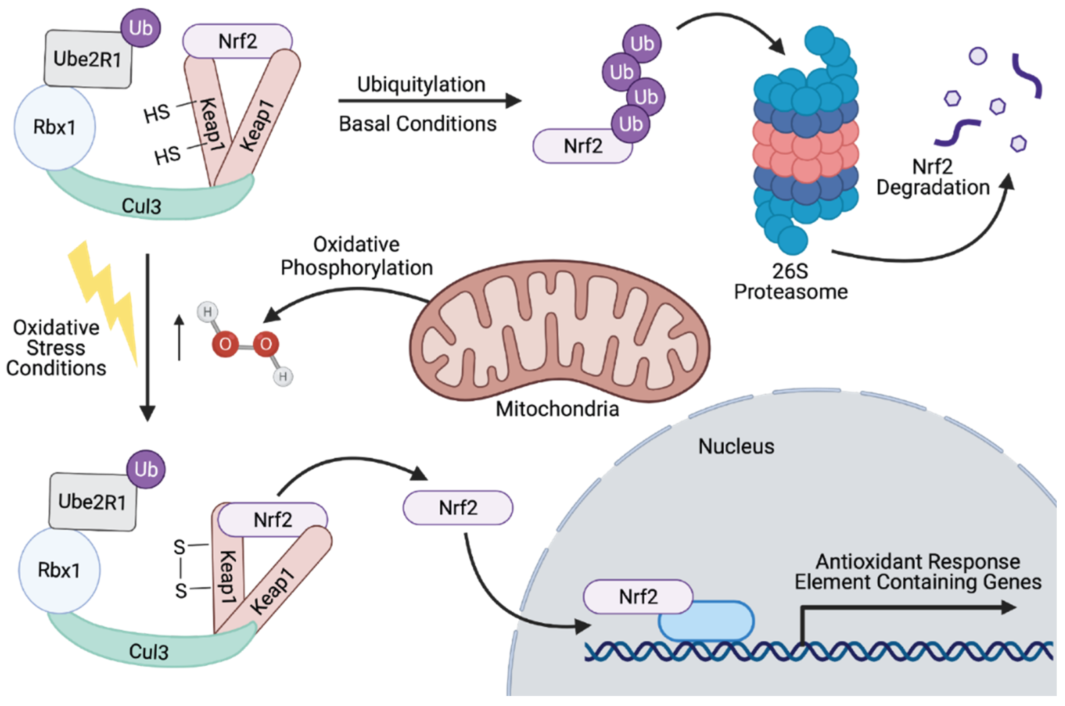 Cells 10 02121 g003 Cells 10 02121 g003