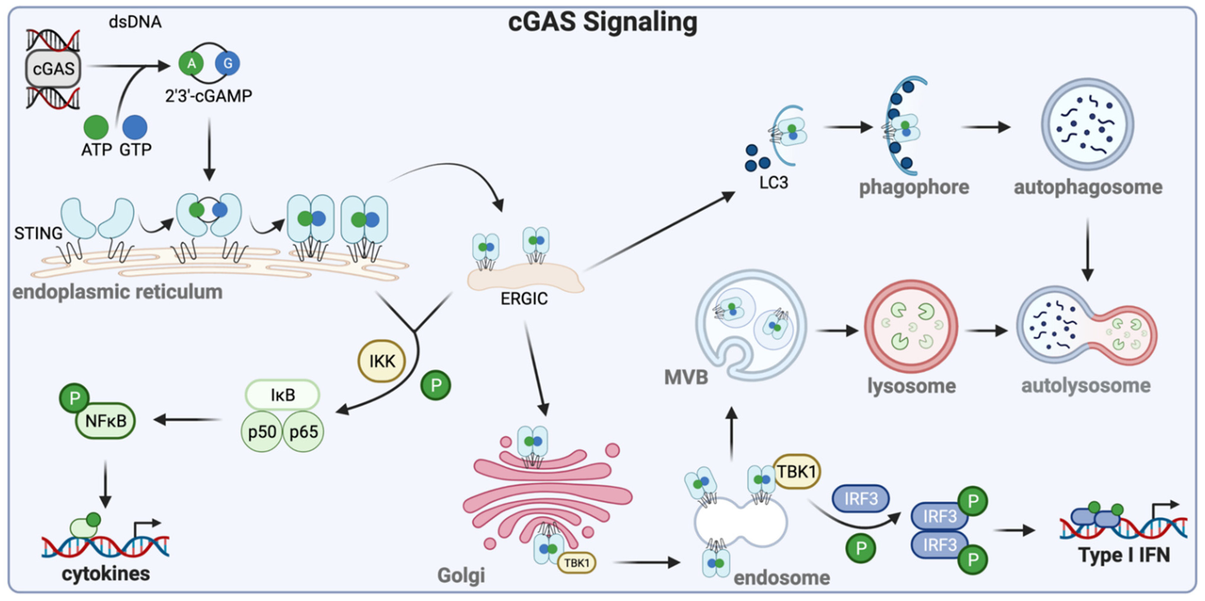 Cells 10 02122 g002 Cells 10 02122 g002