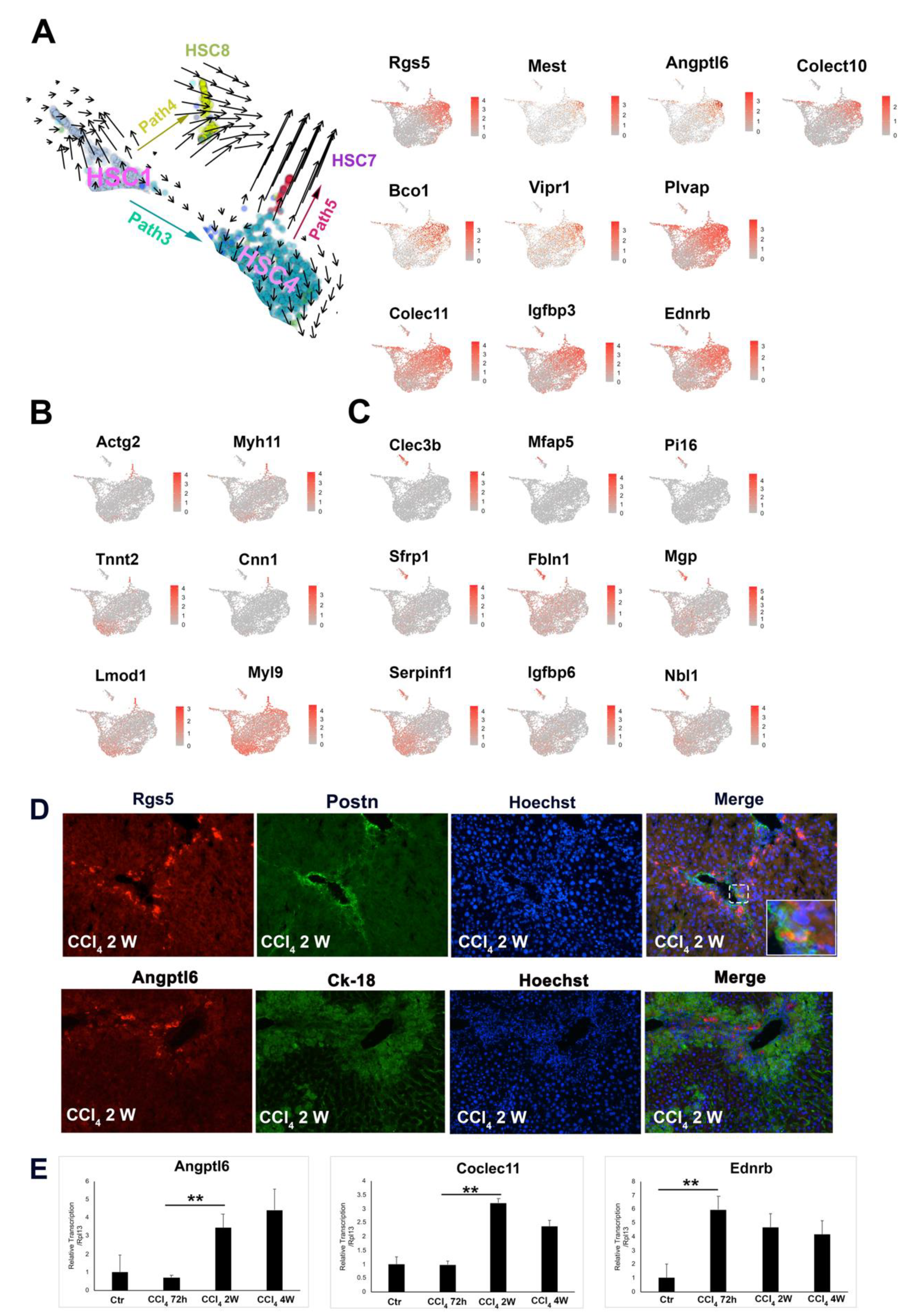 Cells 10 02129 g005 550