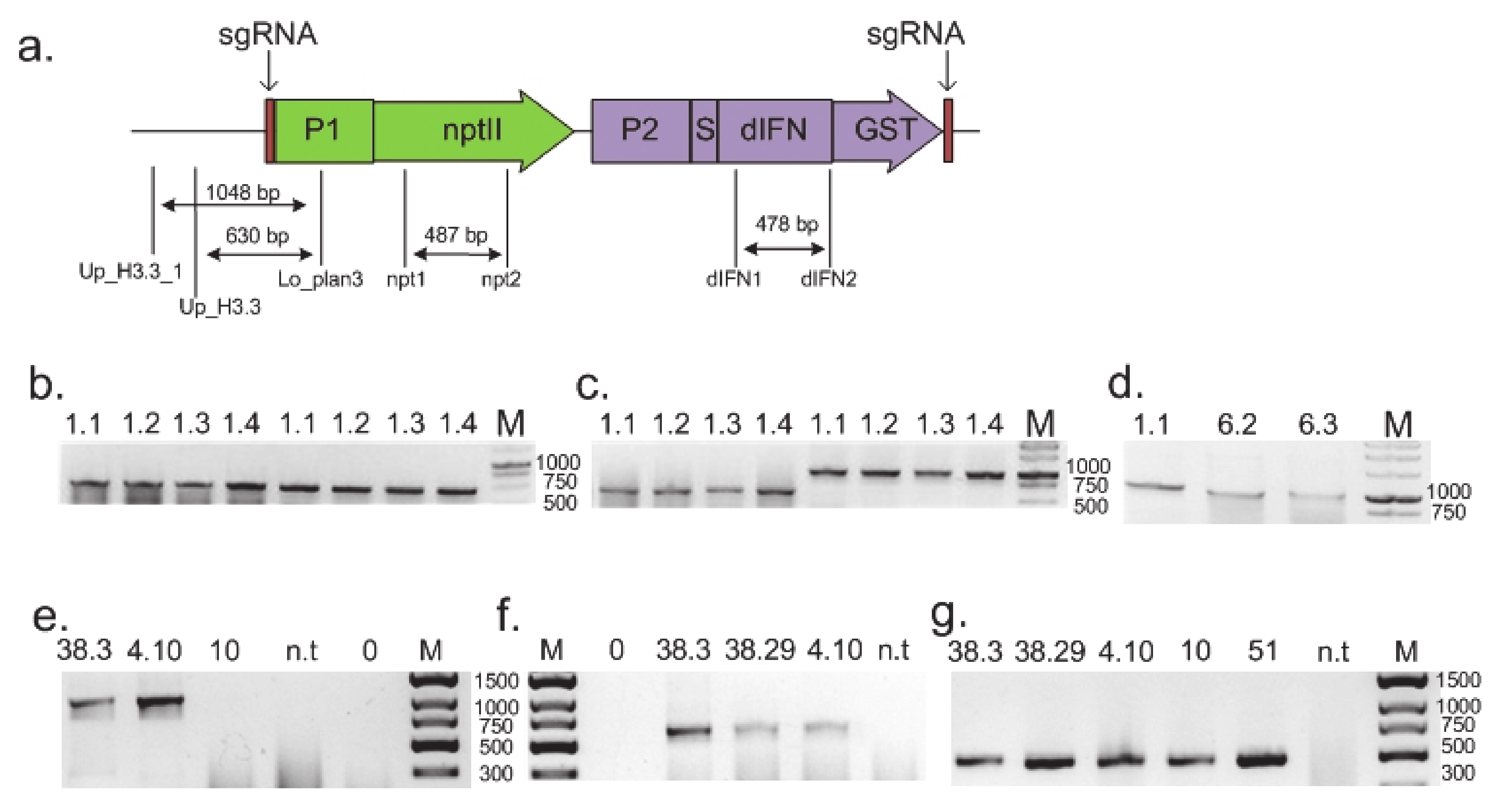 Cells 10 02137 g002 550