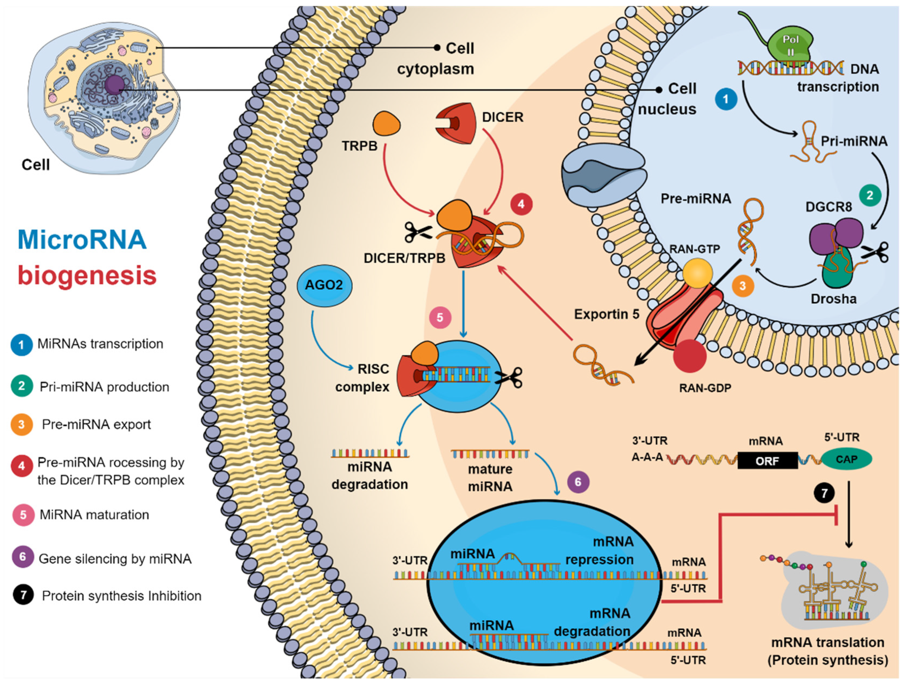 Cells 10 02142 g002 550