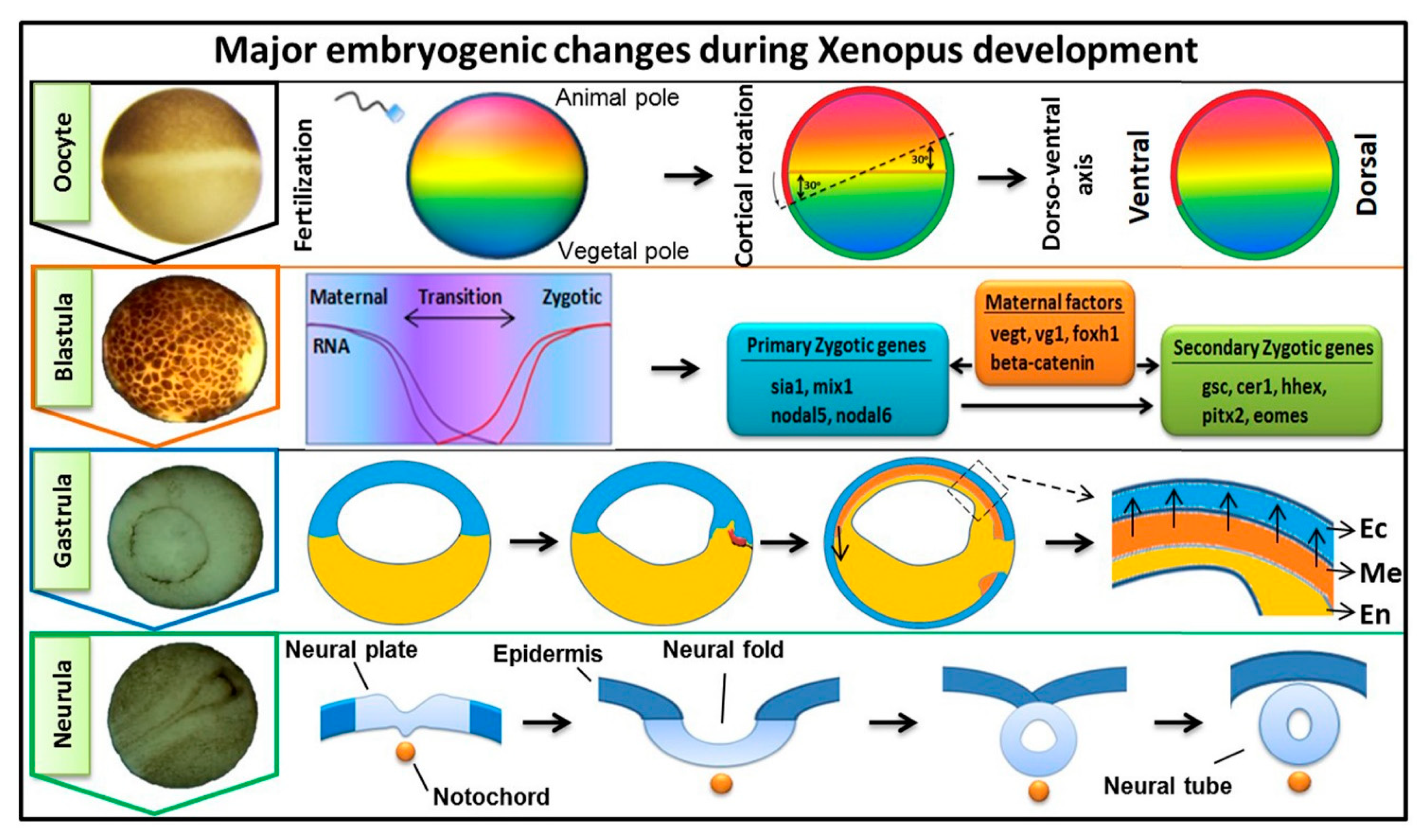 Cells | Free Full-Text | Functional Roles of FGF Signaling in Early Development of Vertebrate Embryos Cells | Free Full-Text | Functional Roles of FGF Signaling in Early Development of Vertebrate Embryos