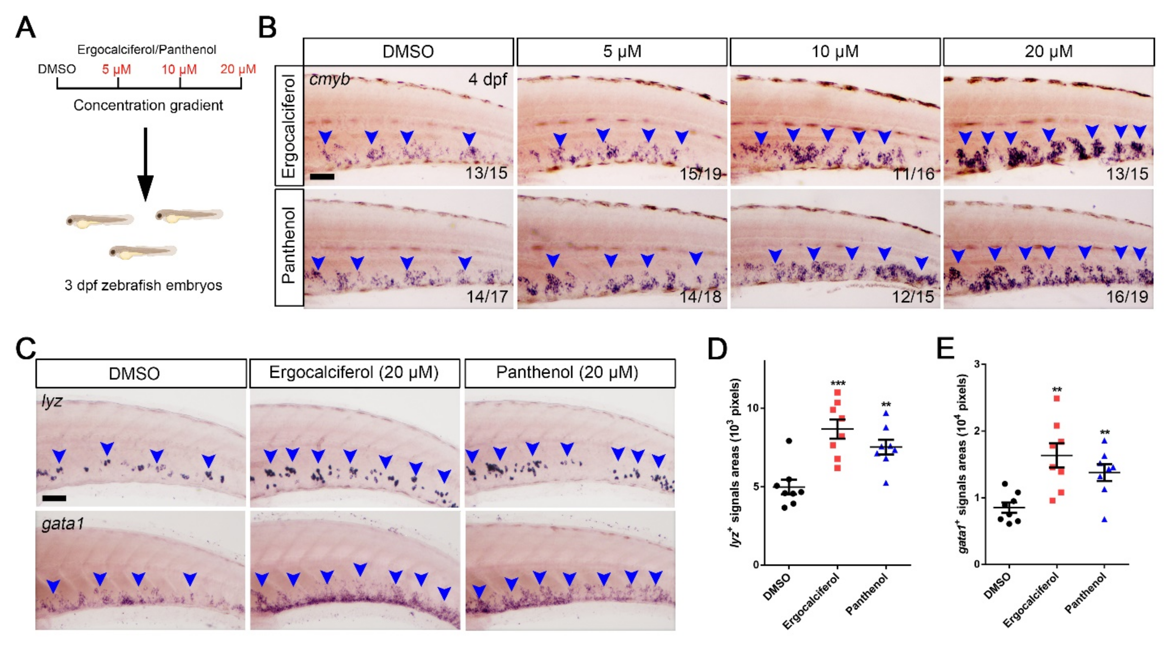 Cells 10 02149 g004 Cells 10 02149 g004