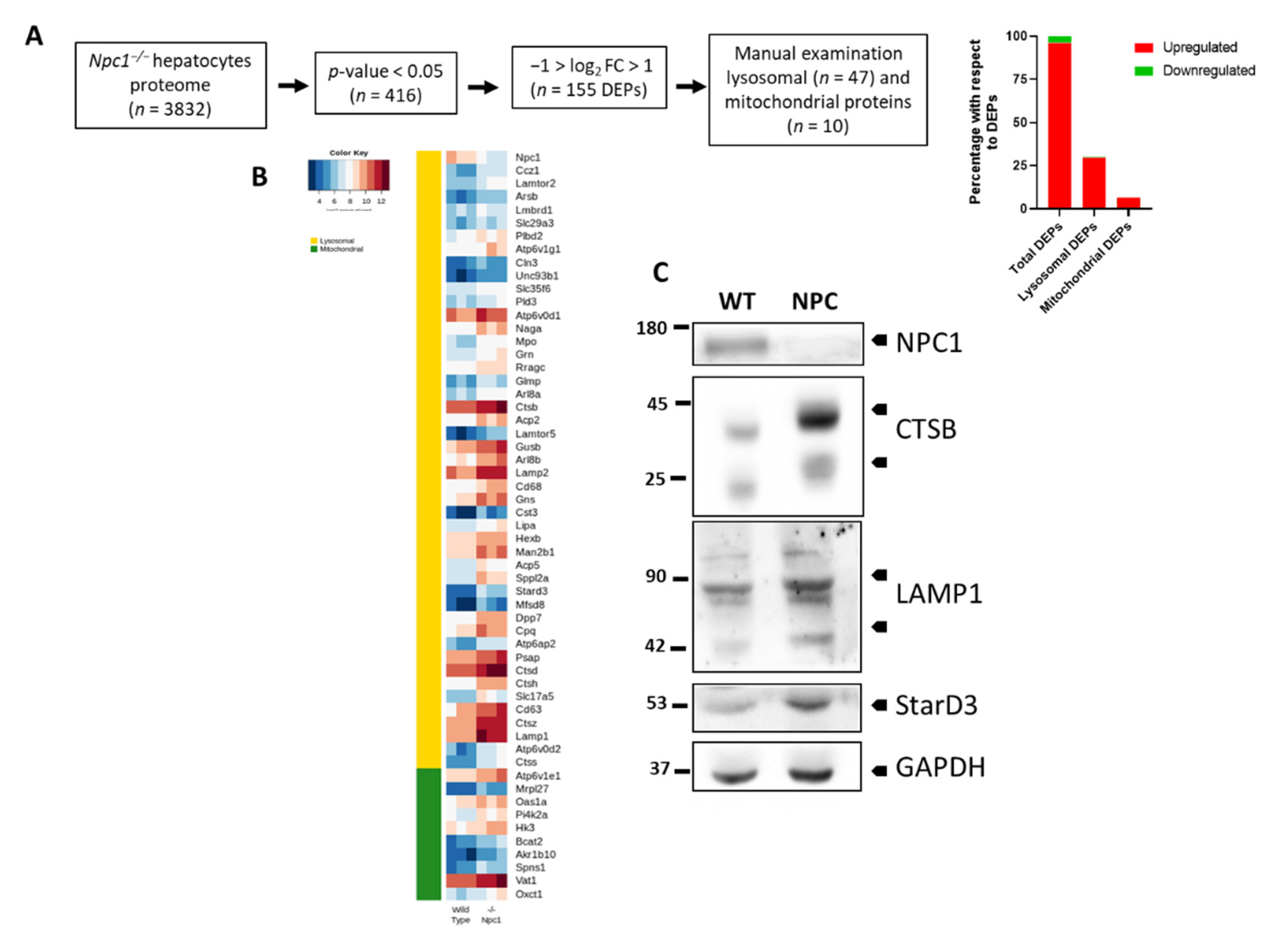 Cells 10 02159 g003 Cells 10 02159 g003