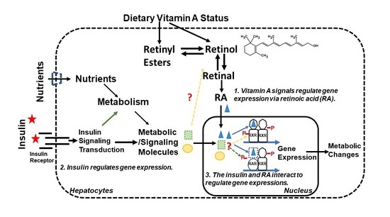 Cells Free Full Text The Interactions Of Insulin And Vitamin A Signaling Systems For The Regulation Of Hepatic Glucose And Lipid Metabolism