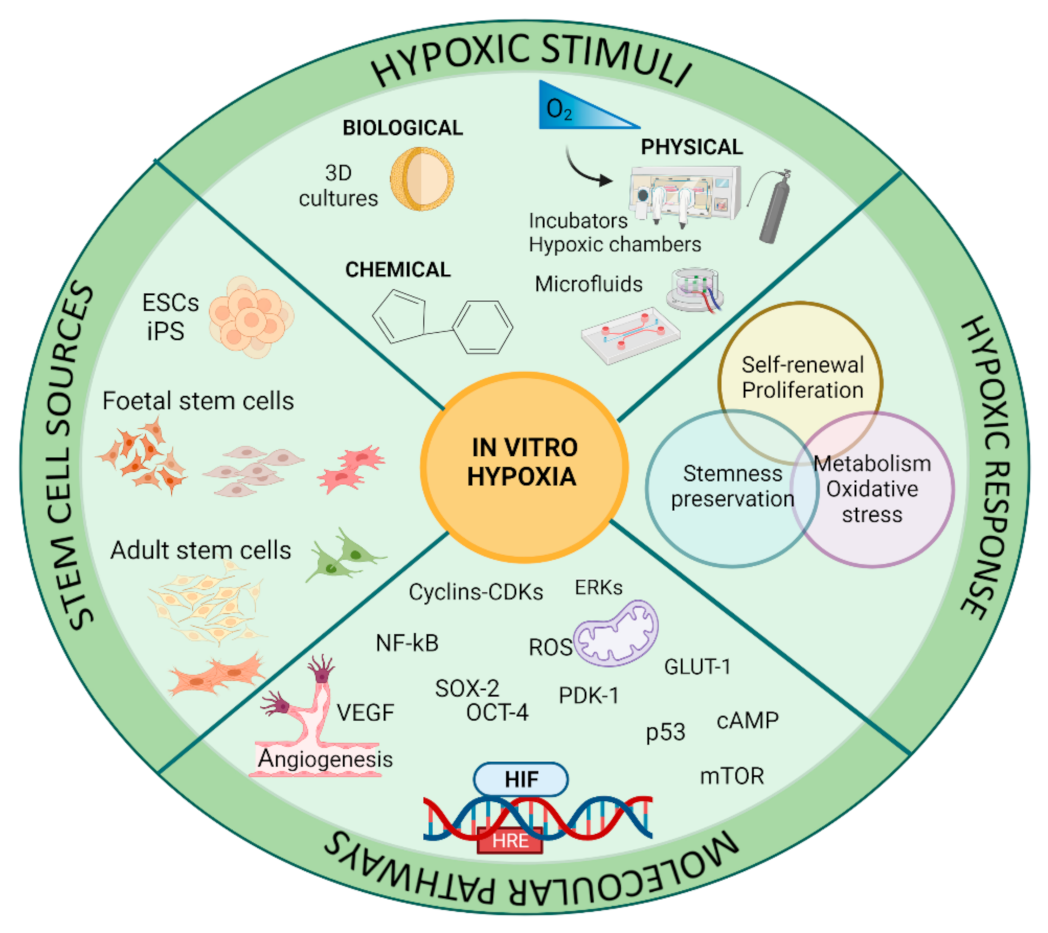 Insight into Hypoxia Stemness Control Biology Diagrams