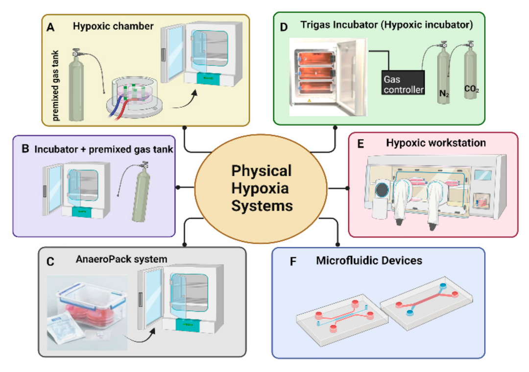 Cells Free FullText Insight into Hypoxia Stemness Control
